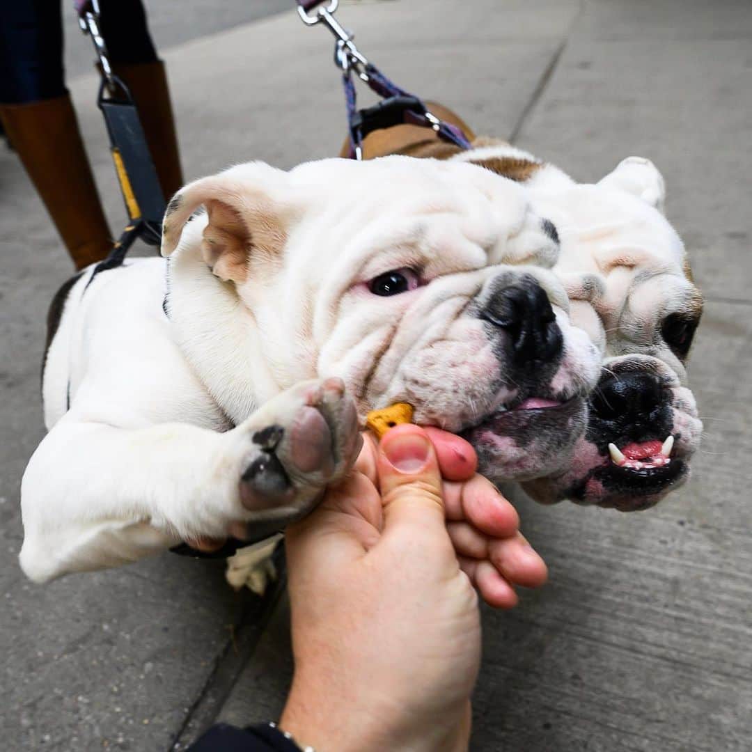 The Dogistさんのインスタグラム写真 - (The DogistInstagram)「Bowie & Piper, English Bulldogs (6 m/o & 1 y/o), 16th & 10th Ave., New York, NY • “Bowie likes to be up front. He’s dominant.”」12月7日 23時17分 - thedogist