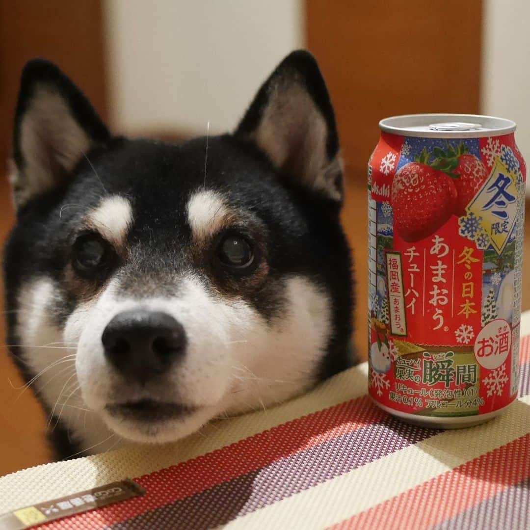 のインスタグラム：「あまおうチューハイ🍓 #目線の先にはおやつ #あまおうチューハイ #チューハイ果実の瞬間 #チューハイ果実の瞬間冬の日本あまおうチューハイ #福岡産あまおう #kuroshiba #shibainu #黒柴 #柴犬 #和犬 #日本犬 #晩酌犬 #ふわもこ部 #ふわもこ部わんこ #ふわもこ部ワンコ #わんこのいる暮らし #わんこと一緒 #わんことの生活 #わんこと暮らす #柴犬と一緒 #柴犬のいる暮らし #柴犬のいる生活 #わんダフォ #わんだふるjapan」