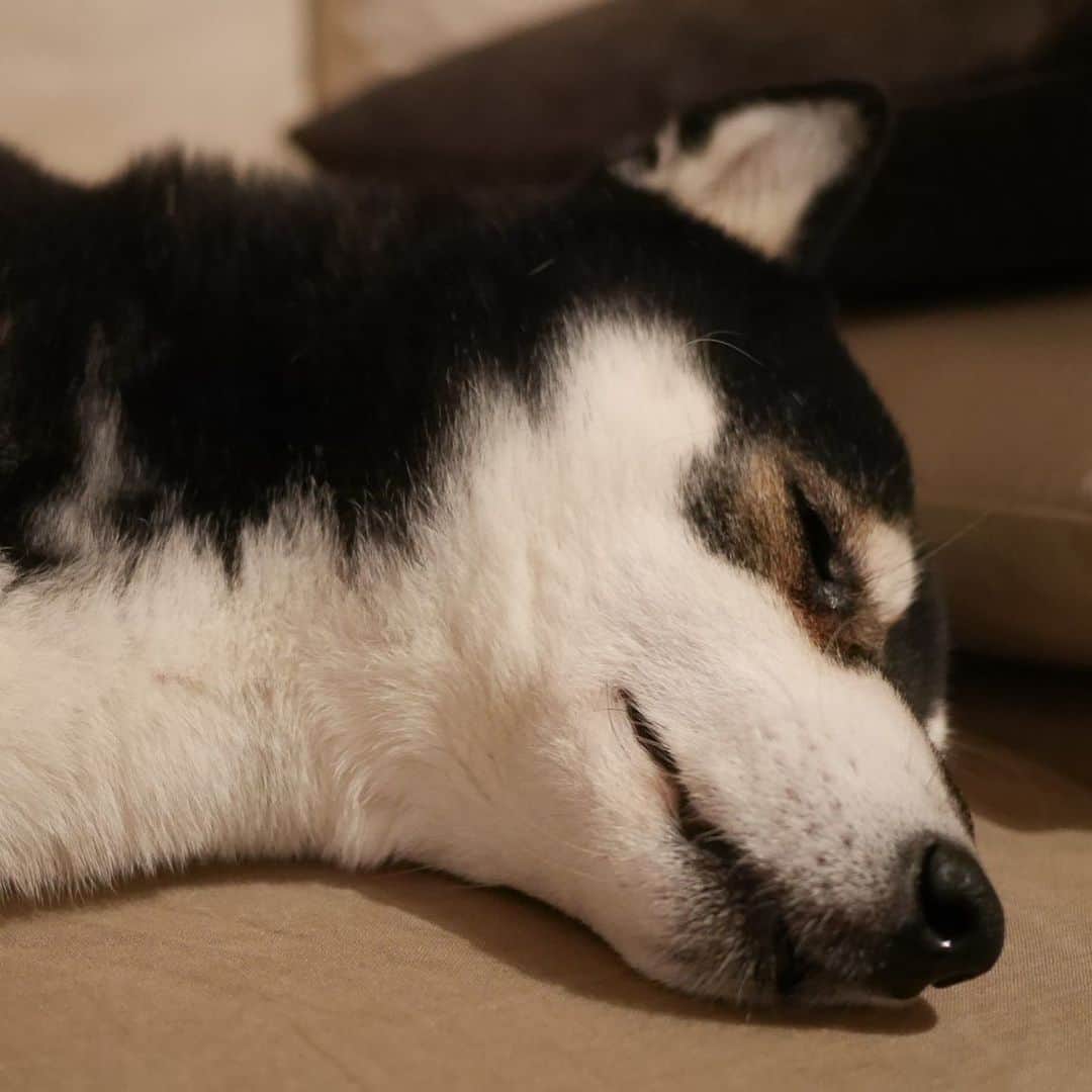 のインスタグラム：「#💤 #スヤスヤ豆 #犬かわいいよ #kuroshiba #blackshiba #shibainu #shibastagram #instadog #dogstagram #柴犬 #黒柴 #黑柴 #日本犬 #和犬 #スヤスヤ犬 #癒し犬 #いぬら部 #ふわもこ部 #ふわもこ部わんこ #ふわもこ部ワンコ #柴犬部 #モフモフ生命体 #柴犬のいる生活 #柴犬のいる暮らし #柴犬と一緒 #わんこのいる暮らし #わんこのいる生活 #わんこと一緒 #わんダフォ #わんだふるjapan」