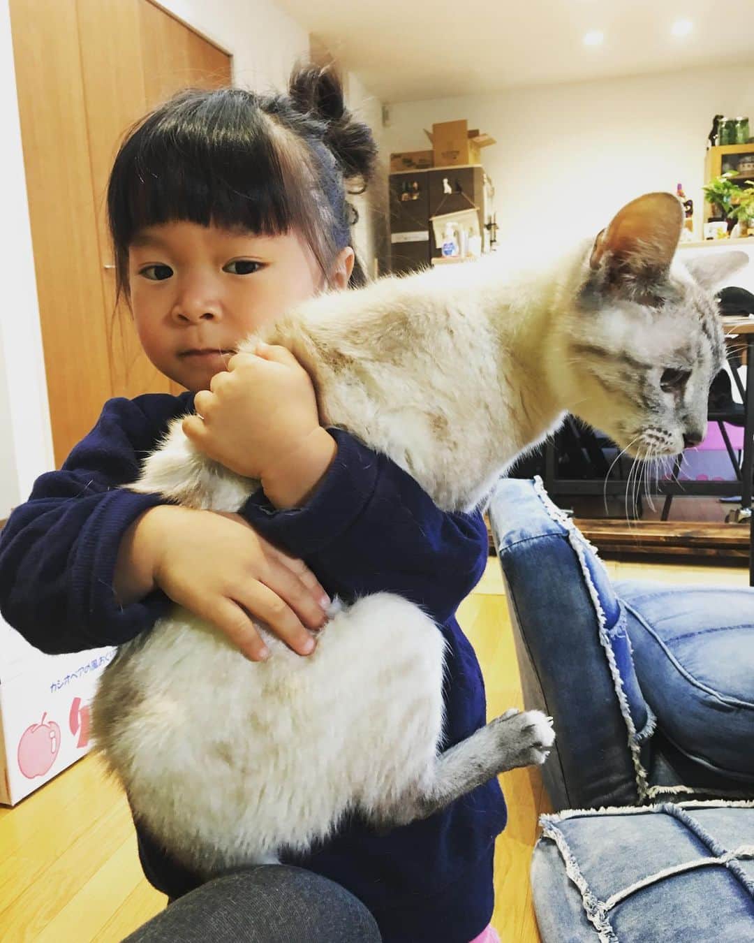 藤井惠さんのインスタグラム写真 - (藤井惠Instagram)「アンクル君15才😽  #オシキャット #cat」12月8日 1時21分 - megumi_fujii