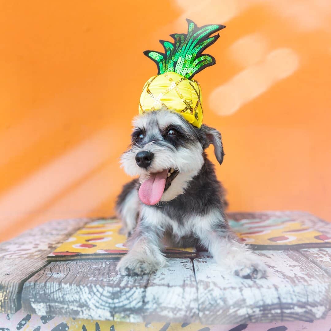 Remix the Dogさんのインスタグラム写真 - (Remix the DogInstagram)「Be a pineapple. Stand tall, wear a crown, and be sweet on the inside. 🍍」12月8日 1時40分 - remixthedog