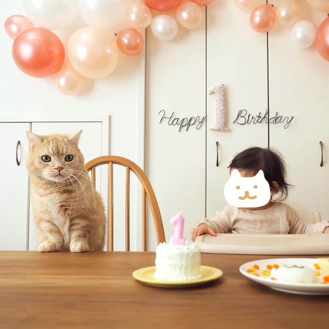 ぷーさんのインスタグラム写真 - (ぷーInstagram)「先日妹分が１歳になりました🎂🐈 . #１歳誕生日 #2人目早すぎ #娘とぷーちゃん🐈 #狙いはケーキ #happybirthday .」12月8日 11時13分 - pooh0403