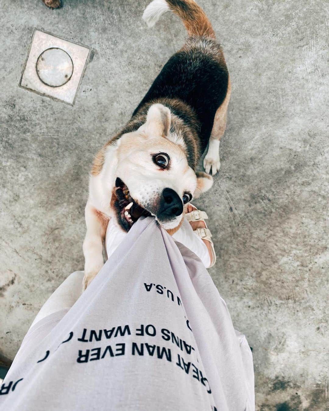 r_oseのインスタグラム：「It looks like somepawdy wants some pieces of me to keep him comfort🐕〰️ And at the end......... he diddddddd ☄️☄️☄️ #happypuppy」