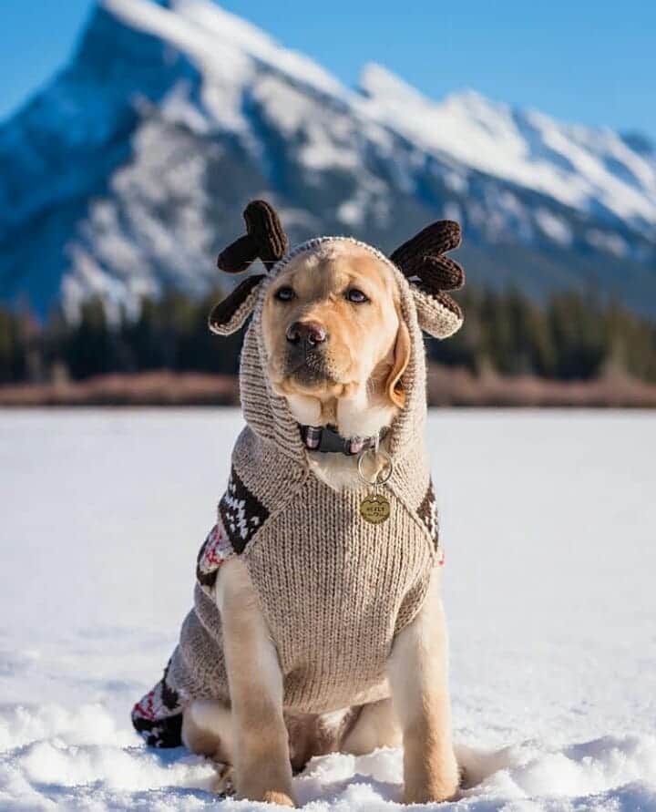 World of Labradors!さんのインスタグラム写真 - (World of Labradors!Instagram)「Healy! - @retrievingridges」12月8日 11時14分 - worldoflabs