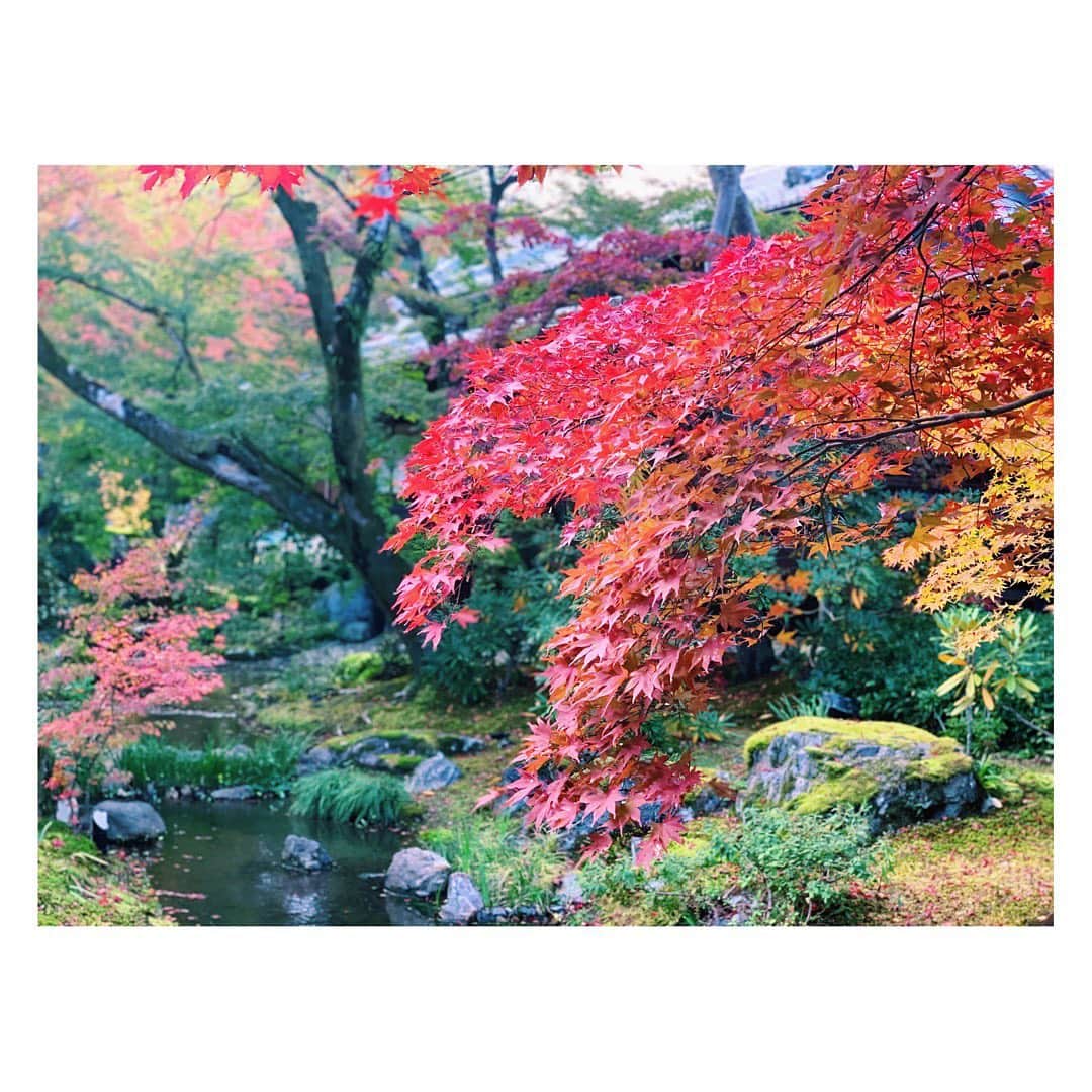 のインスタグラム：「映えてます。  #京都 #宝厳院 #庭園 #嵐山 #紅葉 #もみじ #絶景 #美 #京都紅葉 #嵐山紅葉 #日本 #秋 #kyoto #autumnleaves #mapletree #beautifulview #temple #japan #japaneseautumn」