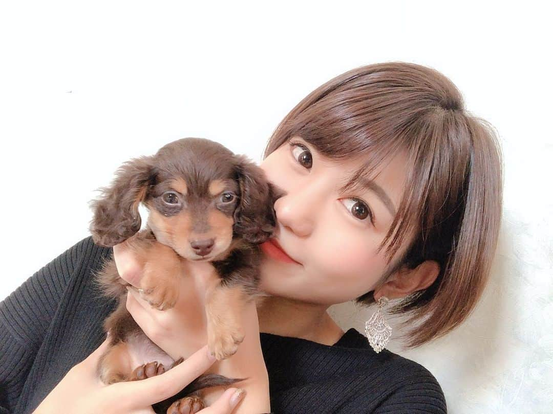 矢端名結さんのインスタグラム写真 - (矢端名結Instagram)「今朝の矢端チョコナナさん  #連続投稿すみません #だってさ超可愛いんだもん #心臓の音はやい #カニヘンダックスフンド #生後2カ月 #800g #矢端チョコナナ」12月8日 12時04分 - miyu_yabata