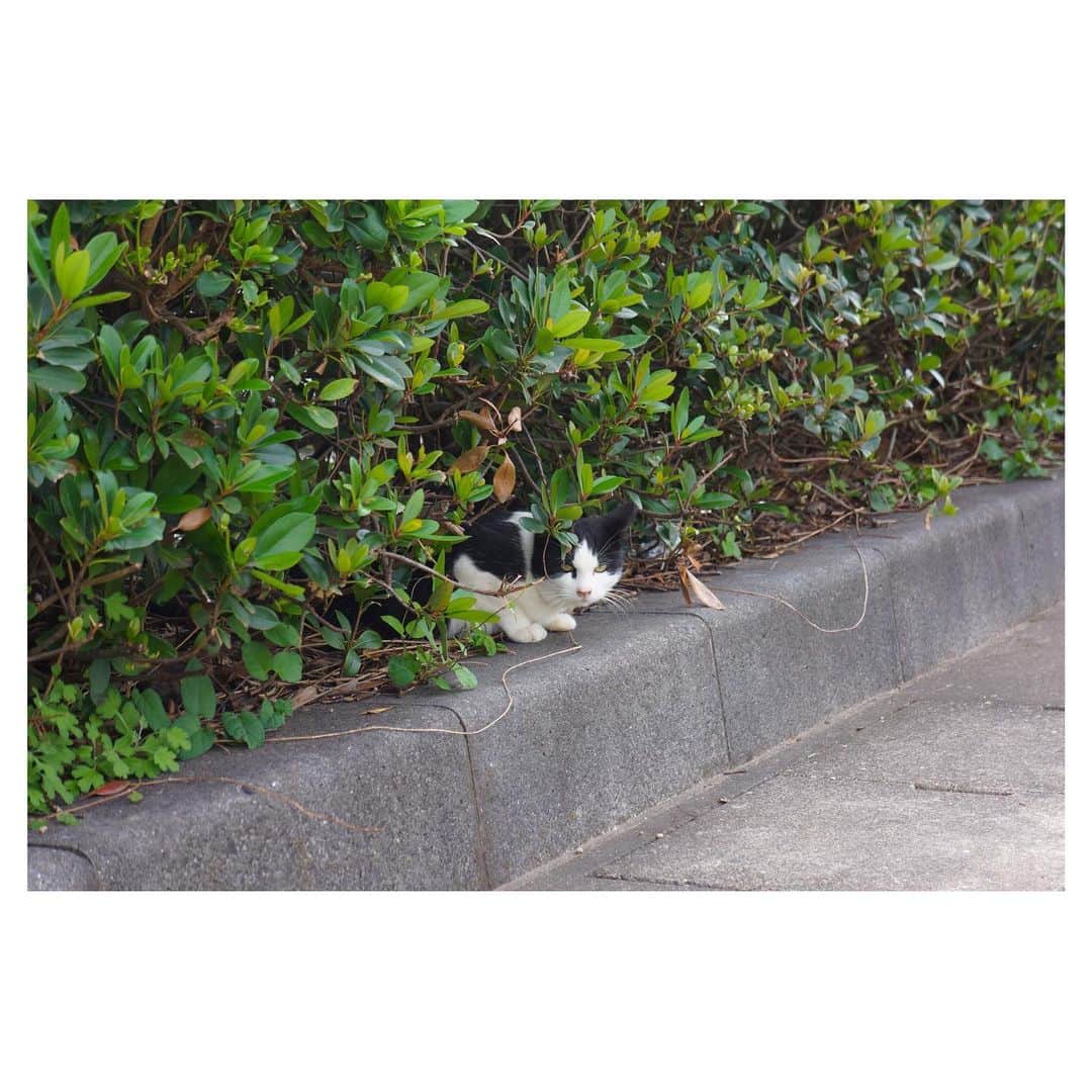 のインスタグラム：「#ネコさん発見シリーズ　🐈」