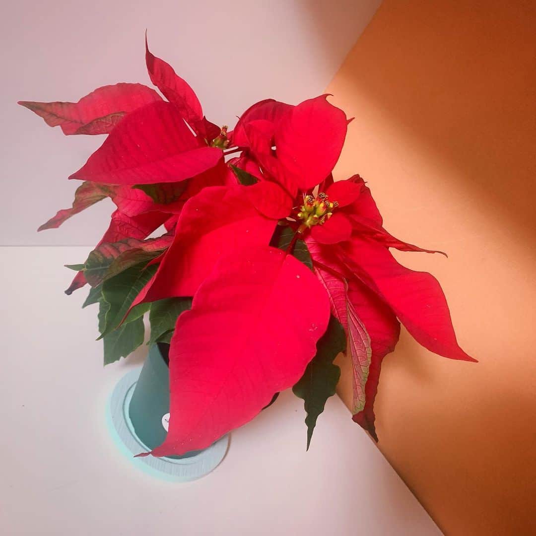 のインスタグラム：「. .  #poinsettia #ポインセチア ❤️💚 .  #もえみた花たち #christmas #クリスマス #お花 #花 #flowers . . 先週からお花屋さん通って気になってて 昨日買って連れてきました♡  #メキシコ #Mexico 原産で寒さには弱いんだって🇲🇽🎄🎅💗 .」