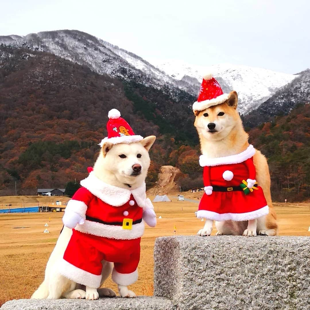 ちゃみさんのインスタグラム写真 - (ちゃみInstagram)「. 🎅🏻🐶 マキノ高原ではサンタになったよ😁 サム君はサンタさん チャーミーはサンタガールに♡ 真顔だけど😂 動きがシンクロしたりで可愛かった～❣️ 山には雪がうっすら❄⛄ 帽子は#pecobox . #マキノ高原 #滋賀 #サンタクロース #クリスマス . #柴犬#犬#しばいぬ#pecoいぬ部#いぬのきもち #shiba#shibainu#dog#weeklyfluff#adorable」12月8日 12時22分 - shiba_charmy