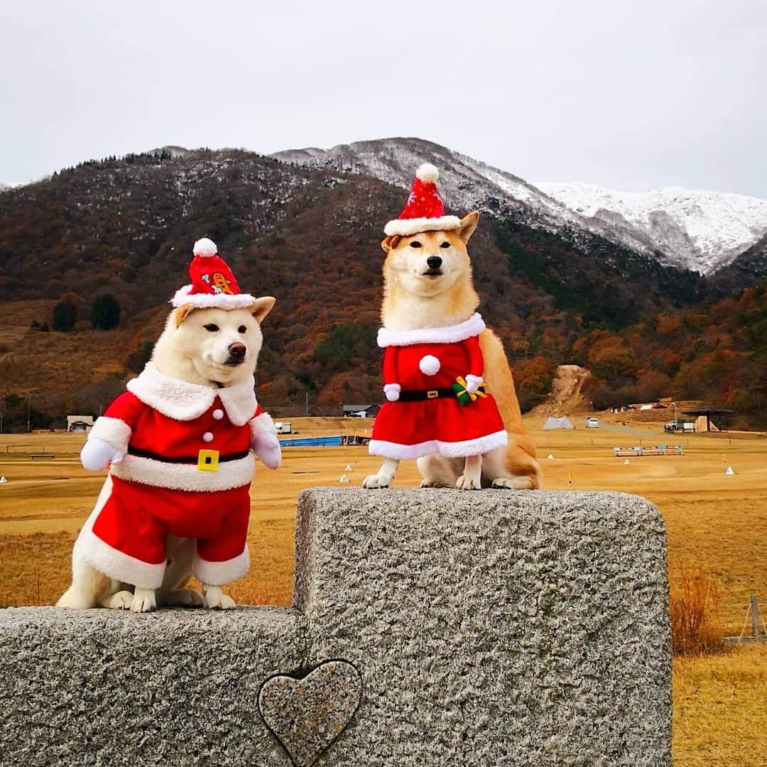 ちゃみさんのインスタグラム写真 - (ちゃみInstagram)「. 🎅🏻🐶 マキノ高原ではサンタになったよ😁 サム君はサンタさん チャーミーはサンタガールに♡ 真顔だけど😂 動きがシンクロしたりで可愛かった～❣️ 山には雪がうっすら❄⛄ 帽子は#pecobox . #マキノ高原 #滋賀 #サンタクロース #クリスマス . #柴犬#犬#しばいぬ#pecoいぬ部#いぬのきもち #shiba#shibainu#dog#weeklyfluff#adorable」12月8日 12時22分 - shiba_charmy