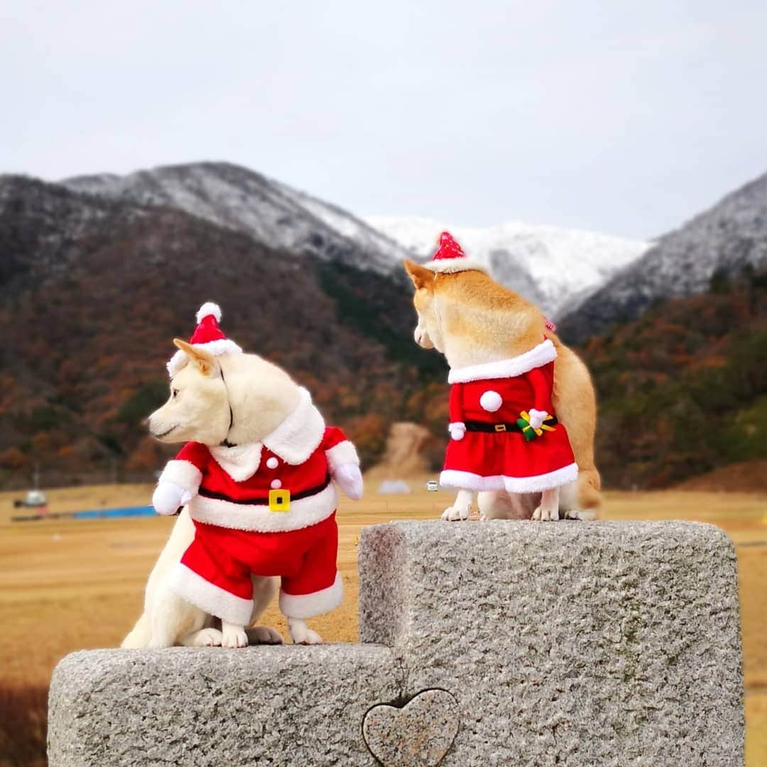 ちゃみさんのインスタグラム写真 - (ちゃみInstagram)「. 🎅🏻🐶 マキノ高原ではサンタになったよ😁 サム君はサンタさん チャーミーはサンタガールに♡ 真顔だけど😂 動きがシンクロしたりで可愛かった～❣️ 山には雪がうっすら❄⛄ 帽子は#pecobox . #マキノ高原 #滋賀 #サンタクロース #クリスマス . #柴犬#犬#しばいぬ#pecoいぬ部#いぬのきもち #shiba#shibainu#dog#weeklyfluff#adorable」12月8日 12時22分 - shiba_charmy