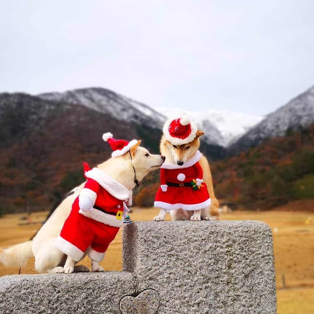 ちゃみさんのインスタグラム写真 - (ちゃみInstagram)「. 🎅🏻🐶 マキノ高原ではサンタになったよ😁 サム君はサンタさん チャーミーはサンタガールに♡ 真顔だけど😂 動きがシンクロしたりで可愛かった～❣️ 山には雪がうっすら❄⛄ 帽子は#pecobox . #マキノ高原 #滋賀 #サンタクロース #クリスマス . #柴犬#犬#しばいぬ#pecoいぬ部#いぬのきもち #shiba#shibainu#dog#weeklyfluff#adorable」12月8日 12時22分 - shiba_charmy