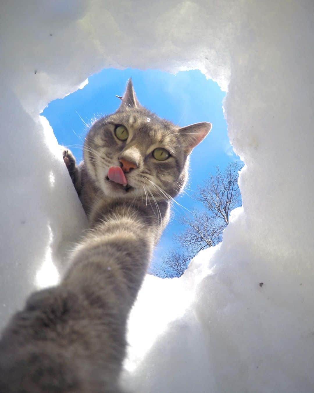 マニーのインスタグラム：「1, 2, 3, or 4? ❄️😸 #GoPro」