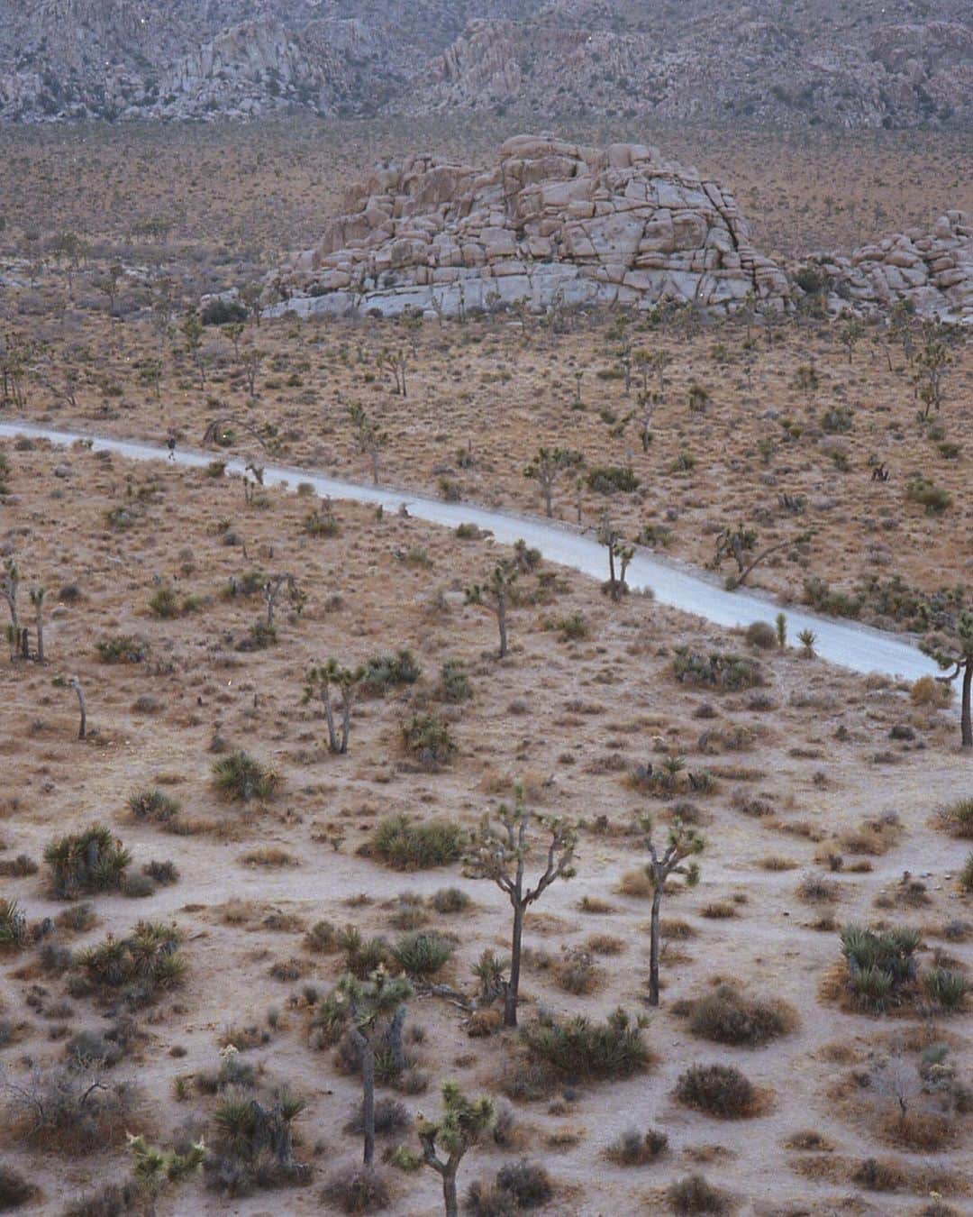 松島エミのインスタグラム：「#joshuatree #desert #film #leica #leicam6 #nature」