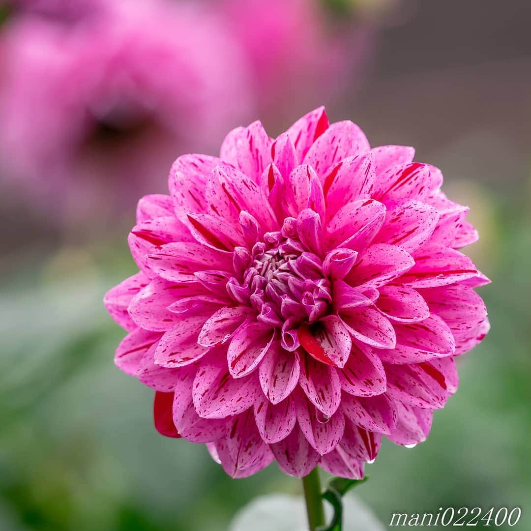のインスタグラム：「. 8 Dec. 2019 ． . Good morning🌸🌺🌹✨ 冬のチューリップ🌷が観たくて 頑張って起こしてみましたが、 無理でした.. 昨日8時に寝たのに 夢の中で猫と遊んでる模様.. . 掃除機と洗濯を終わらせたら、 一人で行ってきます～😆 . . . . . 🌺🌺🌺🌷🌷🌷🌹🌹🌹🌸🌸🌸 ご訪問ありがとうございます🙇 . お花以外の写真は サブアカウントにポストしています。 良かったら、覗いてください🙇🙇 ⬇️⬇️⬇️ @mani0224000 . 🌺🌺🌺🌷🌷🌷🌹🌹🌹🌸🌸🌸 . . . . . 🔷🔷🔷🔷🔷🔷🔷🔷🔷 #カメラ好きな人と繋がりたい  #flower  #花 #flowers  #写真好きな人と繋がりたい love_bestjapan  serahana #ファインダー越しの私の世界  #花のある暮らし  #bns_lite #eclecticshow #explore_floral . #9vaga9  9Vaga_Rose9  9vaga_3flowers9  #floristsandflowers #ip_blossoms_member #fabulous_shots ig_flowers #ponyfony_flowers #meiko_flora_member meiko_roses  #myheartinshots #la_flowers #rainbow_petals #top_favourite_flowers  #quintaflower #inspiring_shot #phx_flowers dreaming_in_macro #flower_special_legend  nature_special_legend  #ind_flowers #tv_flowers  #best_mmf_vipday  #best_beauty_flora_  9vaga_flowersart9 #ptk_flowers #fleur_noblesse_m .」