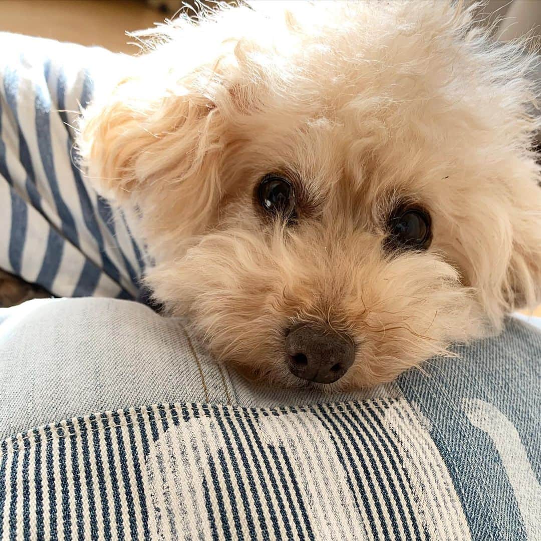 Maruのインスタグラム