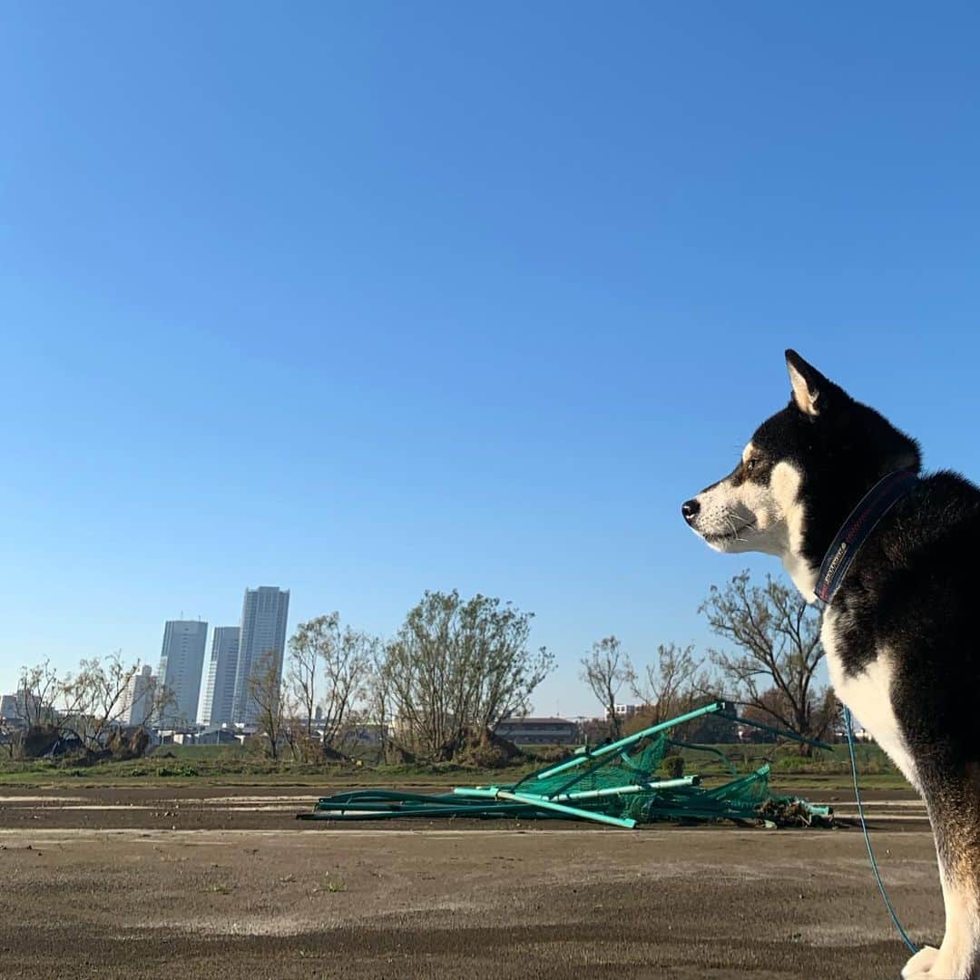 のインスタグラム：「快晴朝んぽ☀️ #台風の爪痕 #朝んぽ #快晴 #blueskyblue #kuroshiba #blackshiba #shibainu #shibastagram #instadog #dogstagram #柴犬 #黒柴 #黑柴 #日本犬 #和犬 #シニア犬 #癒し犬 #いぬら部 #ふわもこ部 #柴犬部 #モフモフ生命体 #柴犬のいる暮らし #わんこのいる暮らし #わんこのいる生活 #わんこと一緒 #わんダフォ #わんだふるjapan」