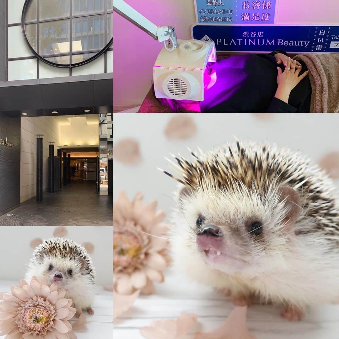ラド&ティンクのインスタグラム