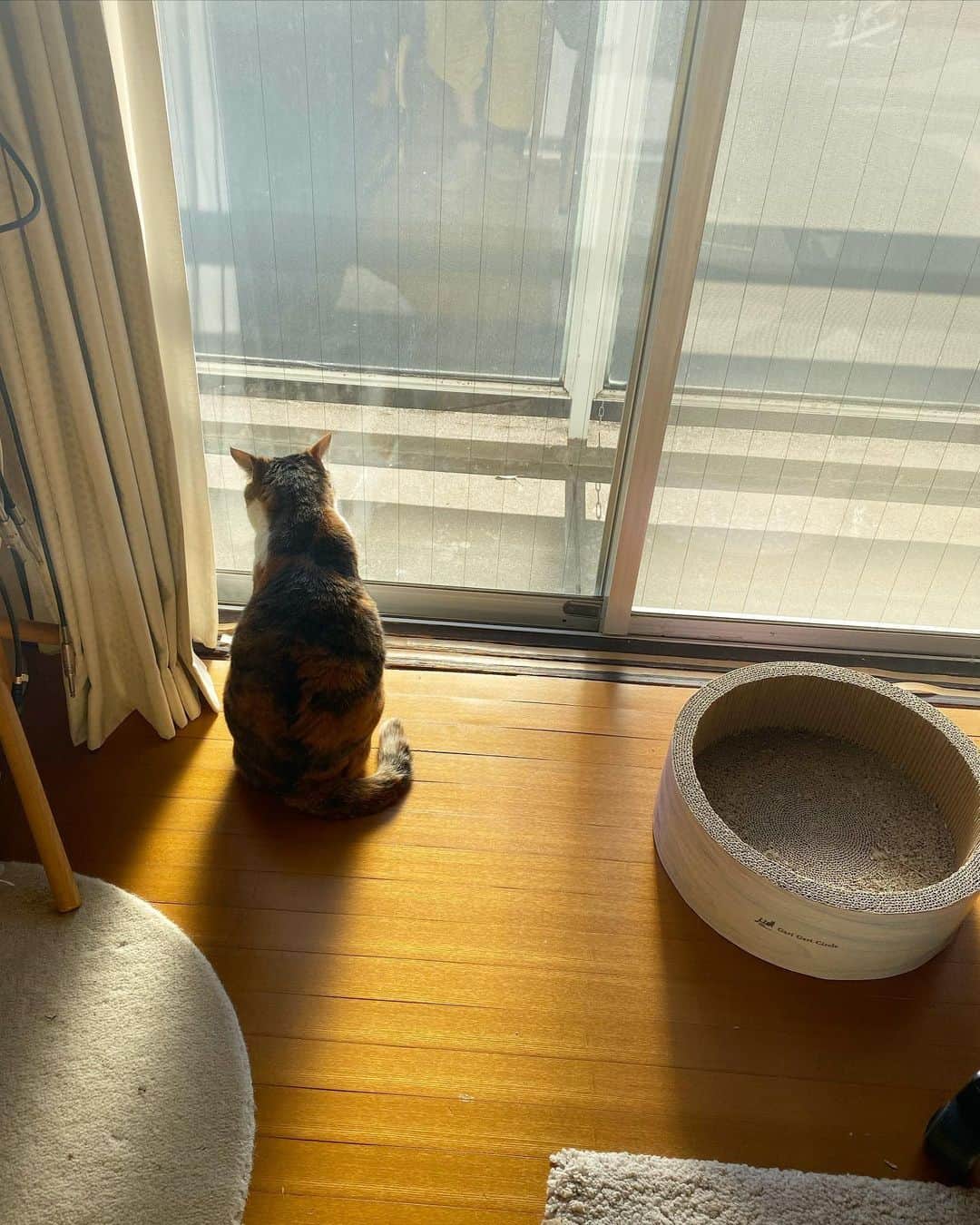 山田稔明さんのインスタグラム写真 - (山田稔明Instagram)「おはよ。新しい朝。新しい1年。 #ポチ実 #三毛猫」12月8日 9時40分 - toshiakiyamada