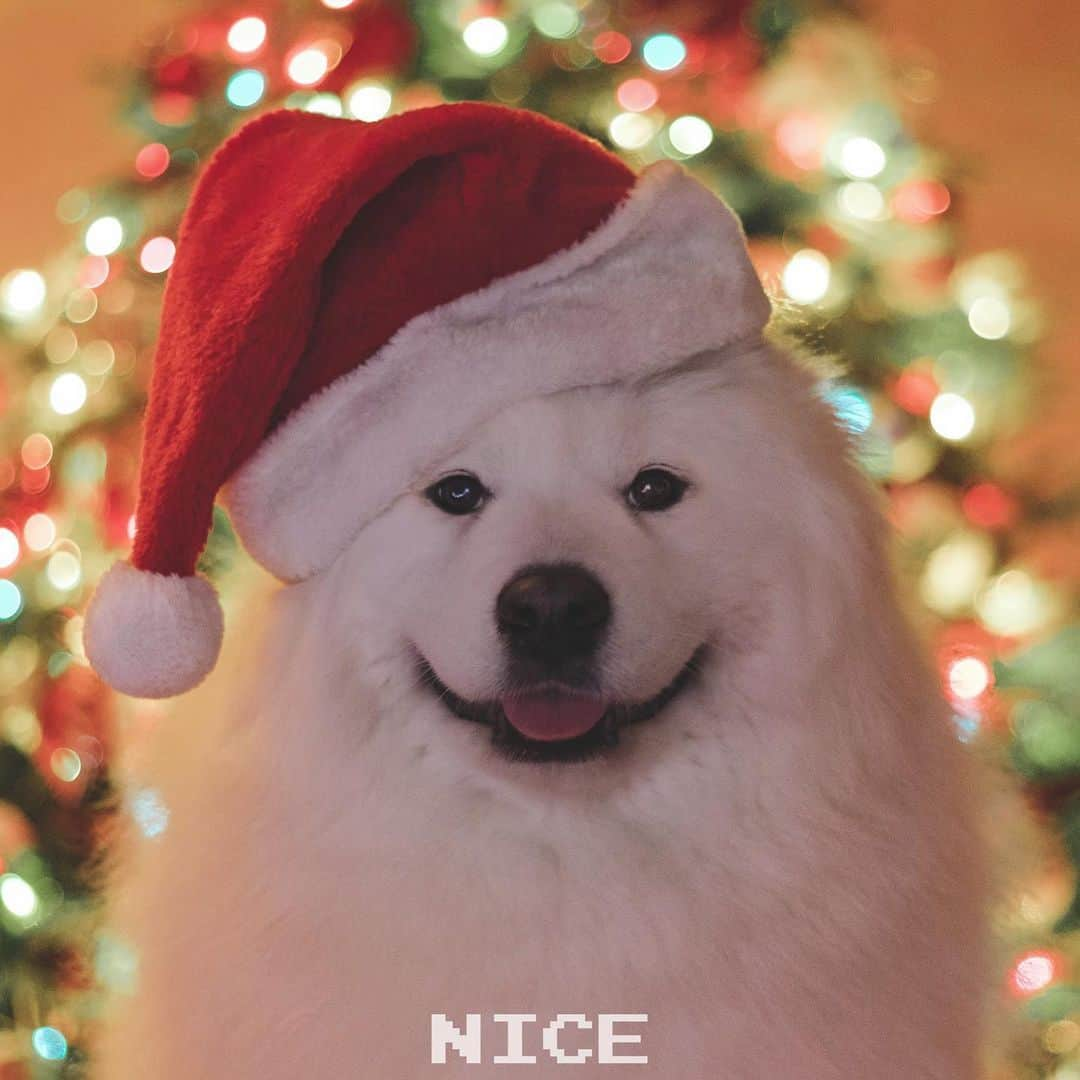 Loki the Corgiさんのインスタグラム写真 - (Loki the CorgiInstagram)「Were u naughty or nice this year? - Santa Bear 🎅🏻」12月8日 9時58分 - lokistagram