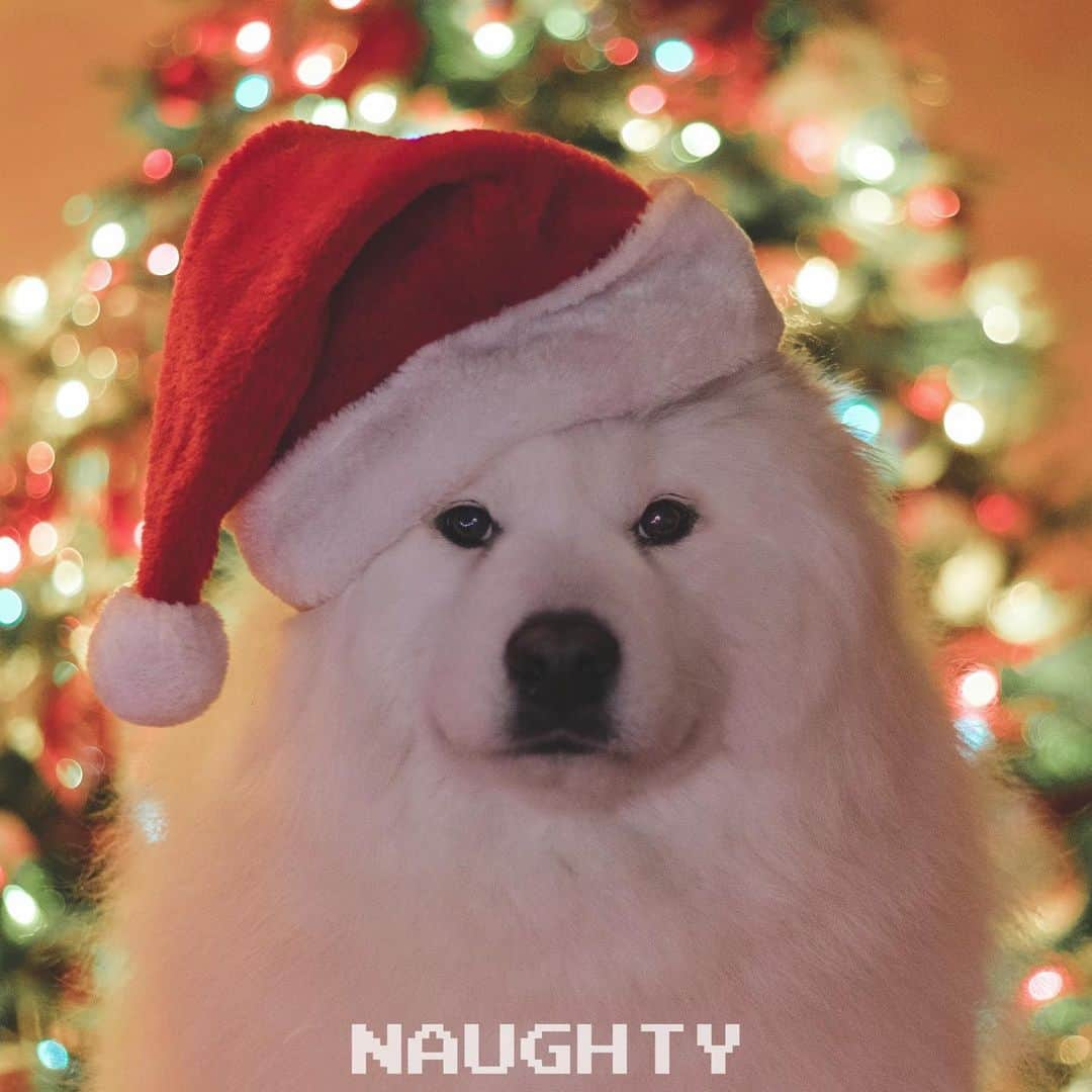 Loki the Corgiさんのインスタグラム写真 - (Loki the CorgiInstagram)「Were u naughty or nice this year? - Santa Bear 🎅🏻」12月8日 9時58分 - lokistagram