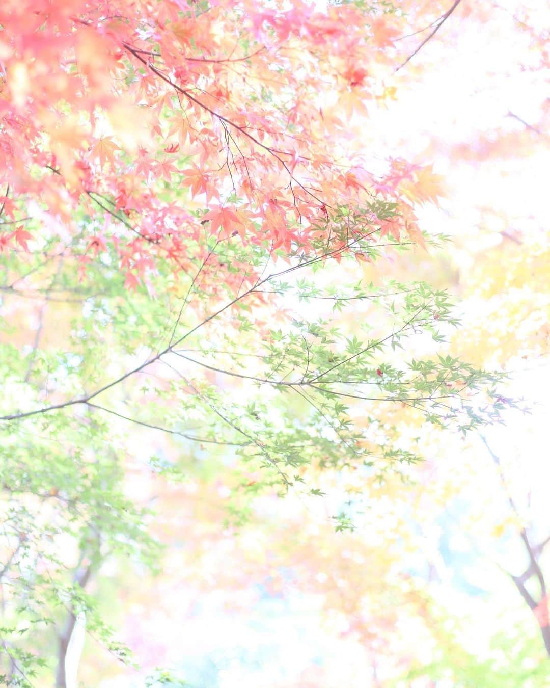 kiccyomuのインスタグラム：「☀️ 2019.12.08 Sun #紅葉 🍁 明るい日差しに… 色とりどりのモミジ🍁 華やかでした☺️ * 昨日と違って、今日は晴れ☀️ 空気は冷たいけど… 今日も元気に🤗 * location #埼玉 撮影 12月1日」