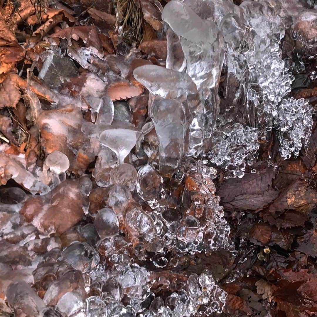 藤代冥砂さんのインスタグラム写真 - (藤代冥砂Instagram)「氷は綺麗。 長野の山荘前の湧水の飛沫が凍ってできる形を観察するのが楽しみになりつつある。 今朝の外気はマイナス6° 夏仕様の水道管は今朝も凍って水道不通。。。ナームー。  #氷　#茅野　#長野」12月8日 10時33分 - meisafujishiro