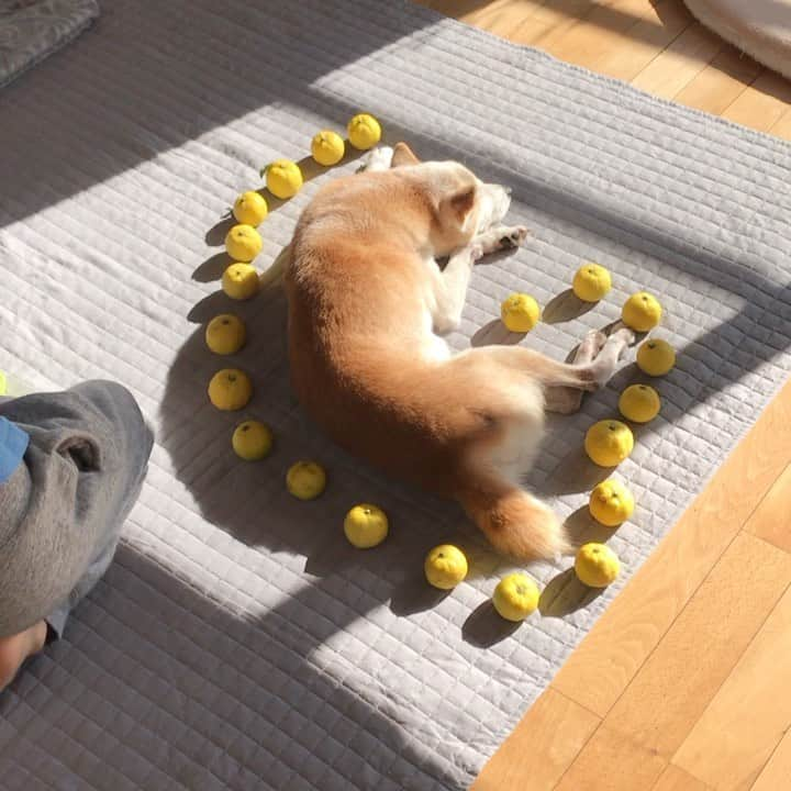 柴犬リリコのインスタグラム