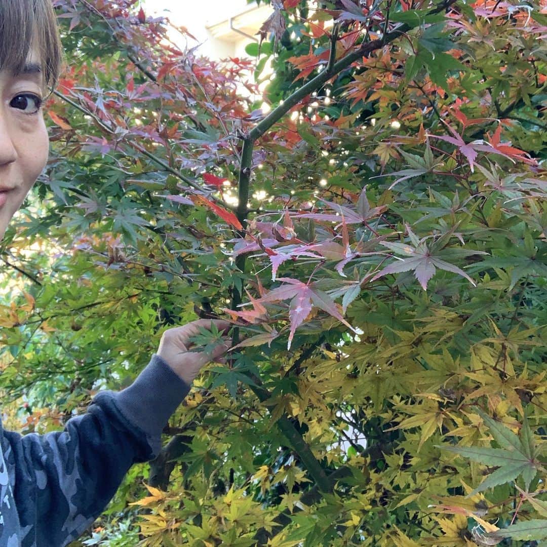 橋本志穂さんのインスタグラム写真 - (橋本志穂Instagram)「今日は庭掃除。 #大掃除 のスケジュールをたてて 早め早めに終わらせよう、 今年こそ。。。 今年はまだ庭のもみじが🍁 紅葉すらしてない部分が多くて〜😧 また、年末に枯れ葉を集めなきゃいけなくなりそうだな。」12月8日 20時35分 - shihohashimoto3