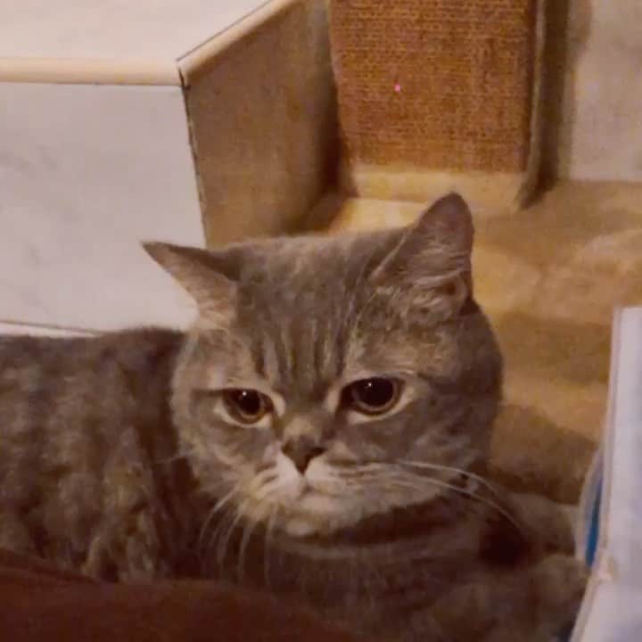 Pancakeのインスタグラム：「Let’s do the BOOP❣️ #lastnight #cats #catlovers #catstagram #catsoninstagram #catsofinstagram #catoftheday #sgcats #pets #petlovers #pancake #petstagram #instacats #thedailykitten  #instagramcats #munchkincats #neko #ねこ #マンチカン」