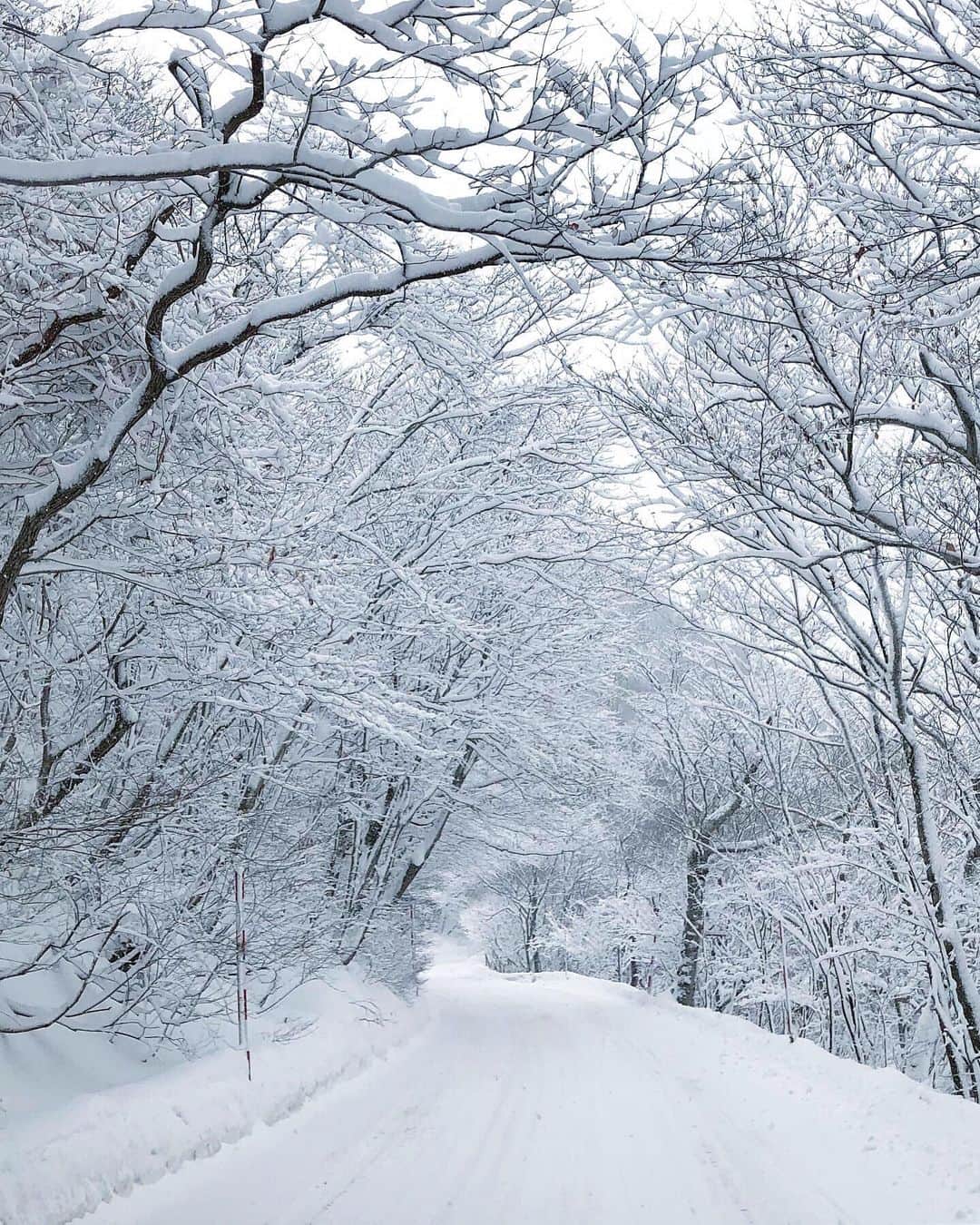 のインスタグラム：「Oirase Aomori 奥入瀬」