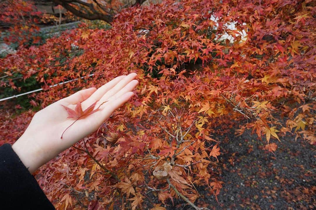 ほのかさんのインスタグラム写真 - (ほのかInstagram)「. . 京都 岩倉 実相院門跡🍁 . 床もみじで有名なお寺ですが、そこは撮影禁止……😭 本当に綺麗だった✨ . . 少し散っていましたが、 お庭のもみじも豪華でした🥰 . . すっごく寒かったけど、 カメラ持ってお出かけ楽しかった〜🎶 . #京都 #Kyoto #紅葉 #もみじ #京都紅葉 #岩倉実相院 #岩倉 #実相院門跡 #床もみじ #l4l #tflers #モデル事務所 #rottenmeier_model #model #モデル #instapic #likes #ロッテンマイヤーほのか #canon #canonphotography #一眼レフ #一眼レフのある生活  #カメラ女子 #カメラ好きな人と繋がりたい」12月8日 21時08分 - rotten_honoka