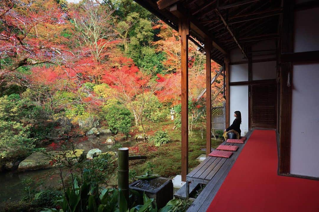 ほのかさんのインスタグラム写真 - (ほのかInstagram)「. . 京都 岩倉 実相院門跡🍁 . 床もみじで有名なお寺ですが、そこは撮影禁止……😭 本当に綺麗だった✨ . . 少し散っていましたが、 お庭のもみじも豪華でした🥰 . . すっごく寒かったけど、 カメラ持ってお出かけ楽しかった〜🎶 . #京都 #Kyoto #紅葉 #もみじ #京都紅葉 #岩倉実相院 #岩倉 #実相院門跡 #床もみじ #l4l #tflers #モデル事務所 #rottenmeier_model #model #モデル #instapic #likes #ロッテンマイヤーほのか #canon #canonphotography #一眼レフ #一眼レフのある生活  #カメラ女子 #カメラ好きな人と繋がりたい」12月8日 21時08分 - rotten_honoka