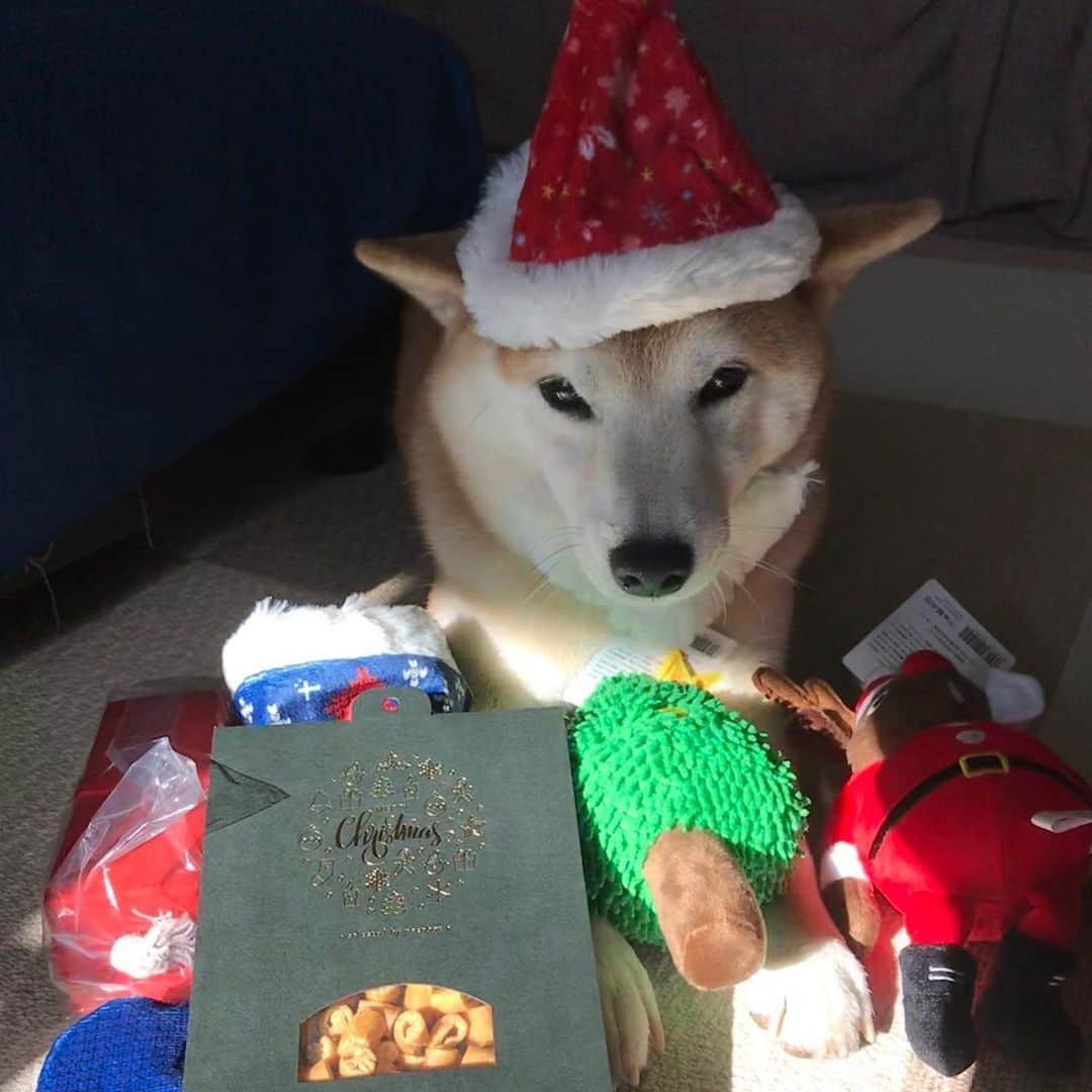 柴犬のモモさんのインスタグラム写真 - (柴犬のモモInstagram)「やっとこさ届いていた #PECOBOX を開封。今月も可愛いオモチャと、見たことのないおやつが入っておりました。サンタのヒゲ付き帽子、可愛いんですけど胸元白い柴犬はヒゲが分かりづらい @pecobox_official #いぬ #イヌ #犬 #柴犬 #赤柴 #日本犬 #犬バカ部 #ふわもこ部 #いぬら部 #癒しわんこ #柴犬マニア #犬のいる暮らし #口角キュキュッと部 #shiba #shibainu #shibadog #dogstagram #dogsofinstagram #shibastagram #shibasofinstagram #shibamania #inu #instadog #toyota_dog」12月8日 21時17分 - shi_ba_i_nu_momo
