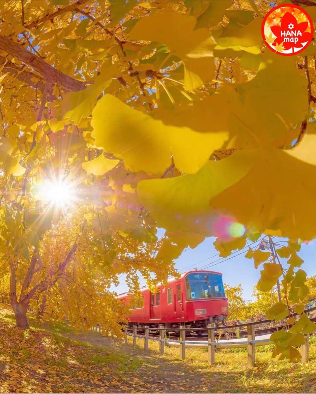 はなまっぷ❁日本の花風景さんのインスタグラム写真 - (はなまっぷ❁日本の花風景Instagram)「🍂🍁はなまっぷの紅葉まつり🍁🍂 * @white_cloudysky さんの 紅葉に花まるを💮 * 色とりどりに染まる美しい日本の秋をありがとうございます😊🍁🍂 * 愛知　#祖父江 Inazawa, Aichi Pref. * 見頃を過ぎている場所もご紹介しています。 お出かけの際はHP等で最新の情報をご確認くださいね🙏🍁 * 🍁•••🍂•••🍁•••🍂•••🍁•••🍂 * 🍂🍁はなまっぷの紅葉まつり🍁🍂 〜紅葉の季節が終わる頃まで #はなまっぷ  のタグの中から、紅葉のお写真をご紹介させていただきます。期間中はランダムに、複数枚投稿でもご紹介させていただく場合がございます。 * #秋#紅葉#風景#はなまっぷ」12月8日 21時30分 - hanamap