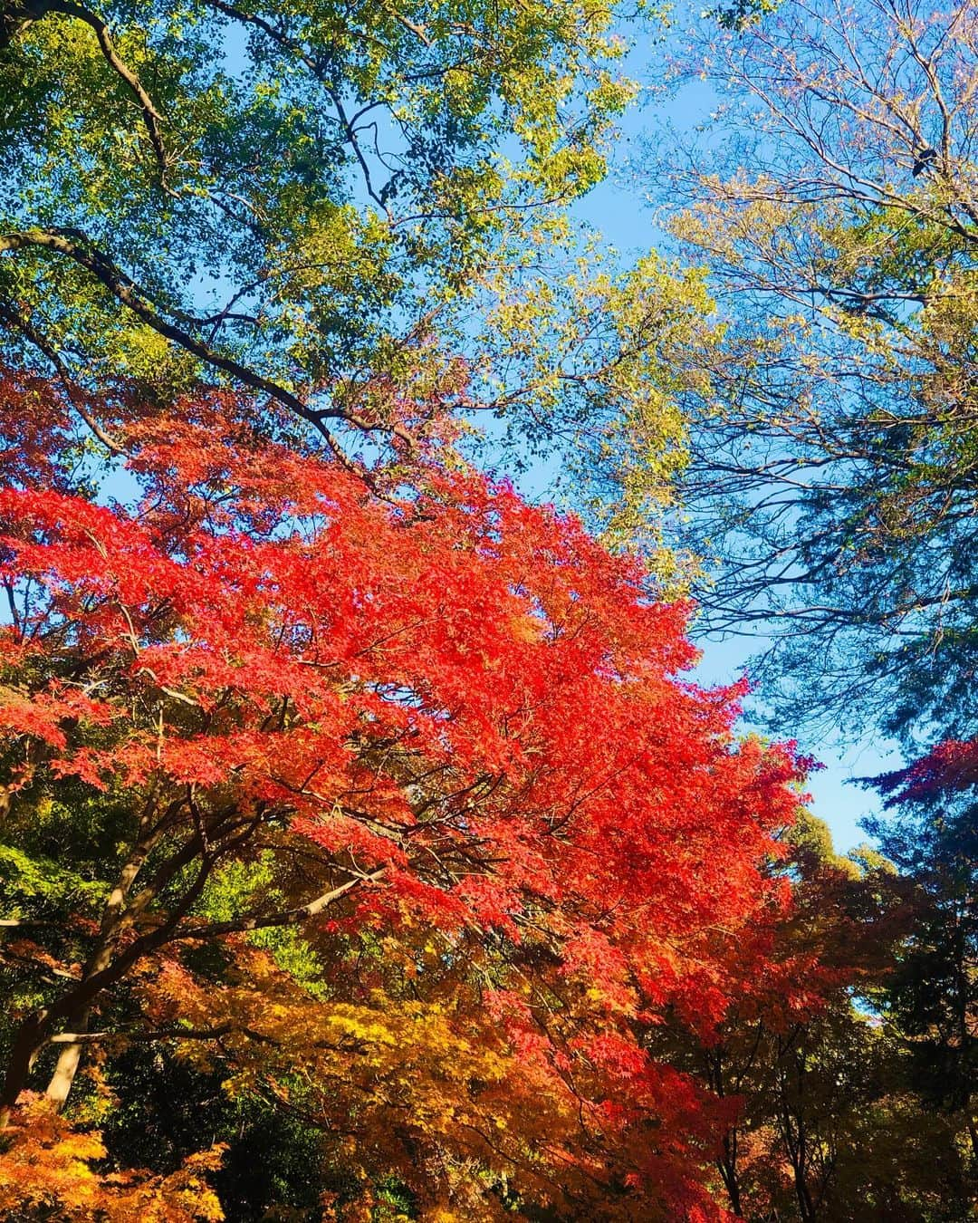 秋夢乃さんのインスタグラム写真 - (秋夢乃Instagram)「晩秋の匂い🍁 好き‼️ 今年もありがとう🥰  #2019年秋 #紅葉 #六義園 #妊娠37週 #臨月の散歩コース #三宝団子 #紅葉が綺麗 #日本の秋 #東京の紅葉」12月8日 21時32分 - yumeno_aki