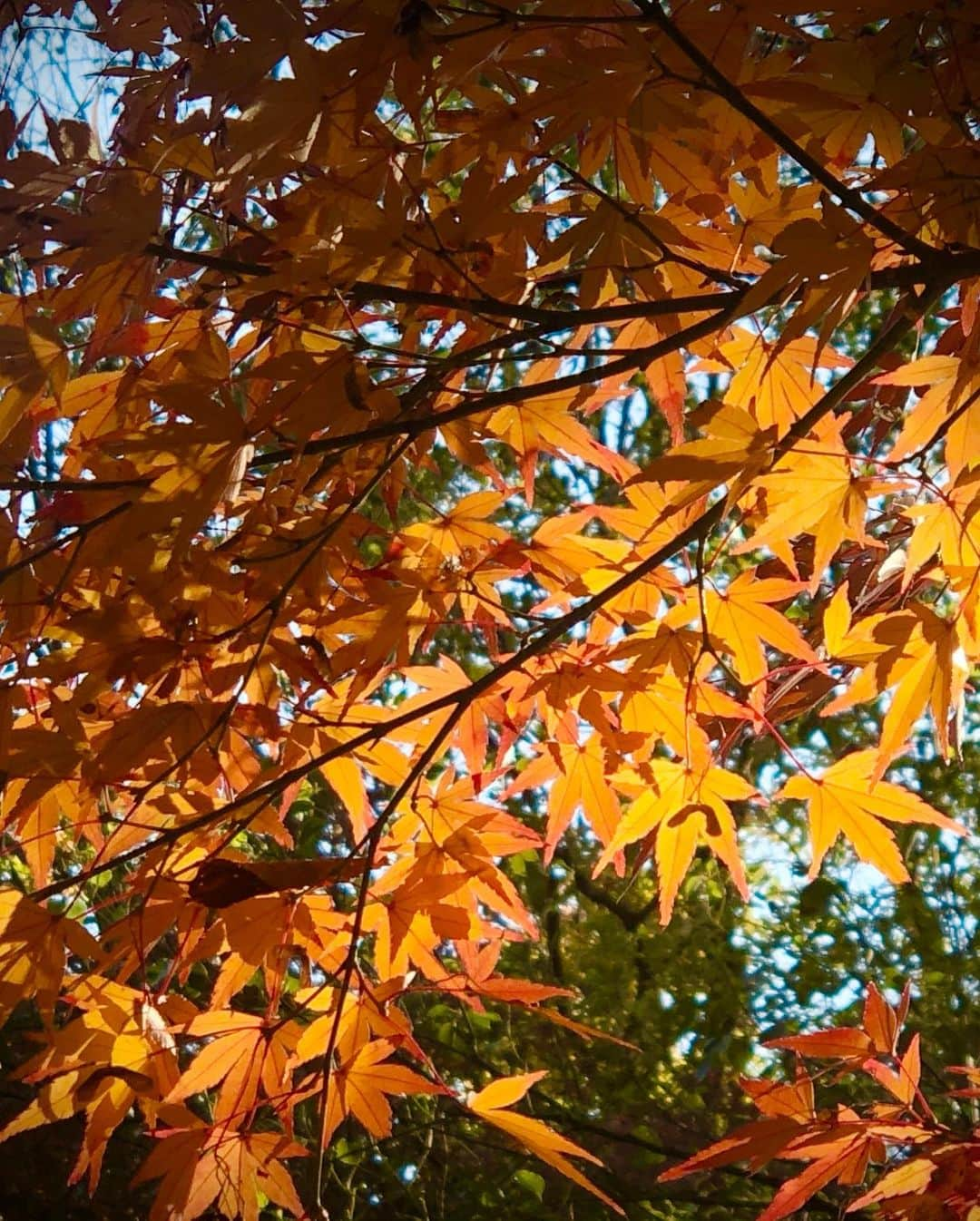 秋夢乃さんのインスタグラム写真 - (秋夢乃Instagram)「晩秋の匂い🍁 好き‼️ 今年もありがとう🥰  #2019年秋 #紅葉 #六義園 #妊娠37週 #臨月の散歩コース #三宝団子 #紅葉が綺麗 #日本の秋 #東京の紅葉」12月8日 21時32分 - yumeno_aki