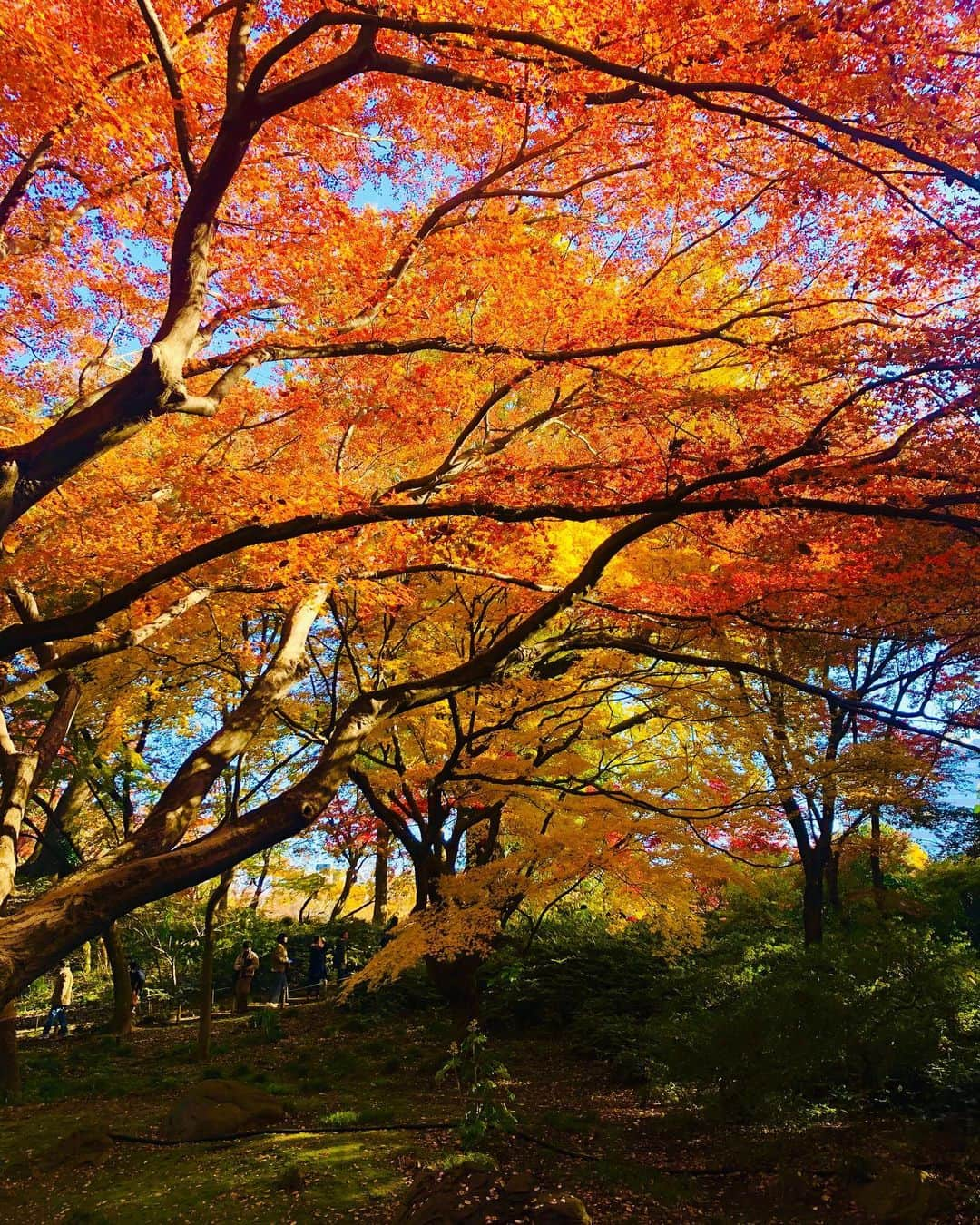 秋夢乃さんのインスタグラム写真 - (秋夢乃Instagram)「晩秋の匂い🍁 好き‼️ 今年もありがとう🥰  #2019年秋 #紅葉 #六義園 #妊娠37週 #臨月の散歩コース #三宝団子 #紅葉が綺麗 #日本の秋 #東京の紅葉」12月8日 21時32分 - yumeno_aki