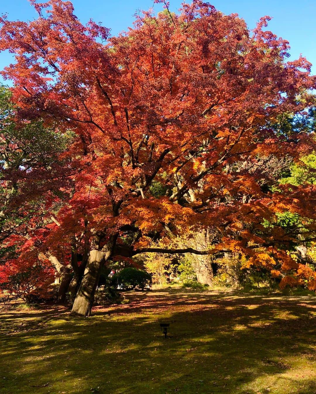 秋夢乃さんのインスタグラム写真 - (秋夢乃Instagram)「晩秋の匂い🍁 好き‼️ 今年もありがとう🥰  #2019年秋 #紅葉 #六義園 #妊娠37週 #臨月の散歩コース #三宝団子 #紅葉が綺麗 #日本の秋 #東京の紅葉」12月8日 21時32分 - yumeno_aki