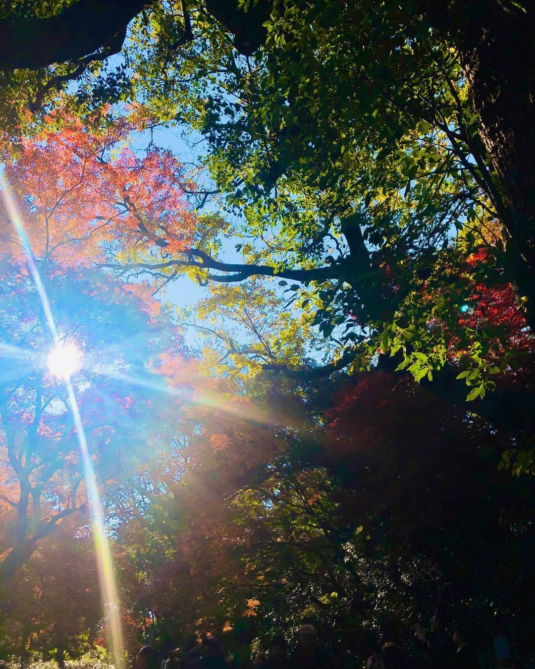 秋夢乃のインスタグラム：「晩秋の匂い🍁 好き‼️ 今年もありがとう🥰  #2019年秋 #紅葉 #六義園 #妊娠37週 #臨月の散歩コース #三宝団子 #紅葉が綺麗 #日本の秋 #東京の紅葉」