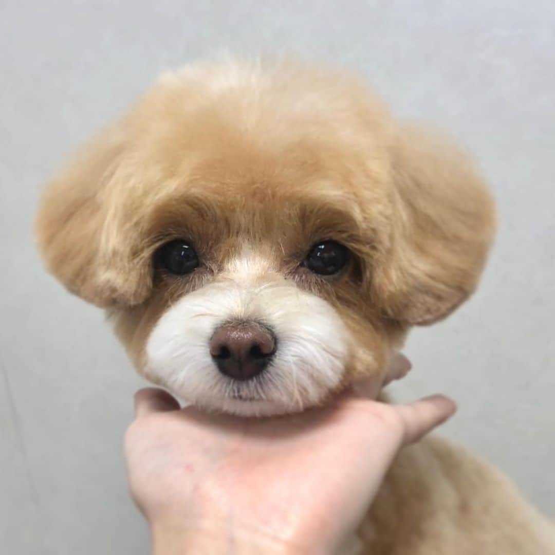 Doghug ドッグハグ 豊洲本店さんのインスタグラム写真 Doghug ドッグハグ 豊洲本店instagram お色もクマさん Bliss Bliss 豊洲 仔犬 子犬 プードル ふわもこ部 ワンコなしでは生きていけません会 犬バカ部 もふもふ トリマー トリミングサロン トリミング