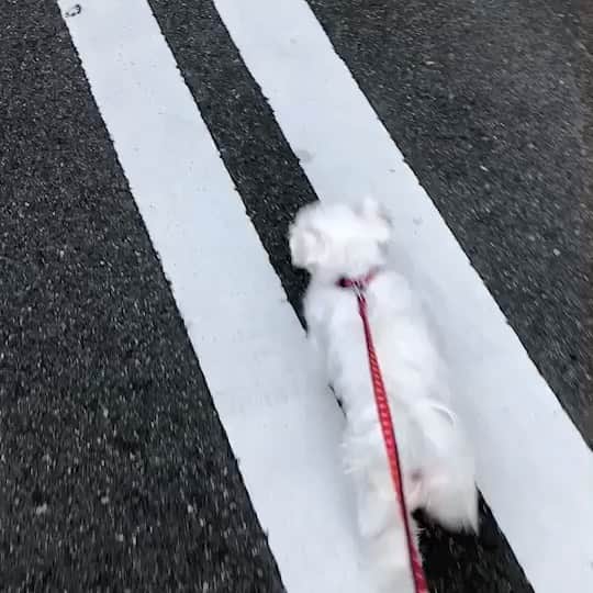 のインスタグラム：「とっても可愛がって下さってるご夫婦の所のハイちゃん💕ハイちゃんが来た日に見に行かせてもらい、あんな小さなワンちゃん、初めてみたぐらい小さかったハイちゃんなんですが…。びっくりするぐらい神経質のハイちゃん。  散歩も真っ直ぐの白いとこしか、歩かないらしい。 可愛いすぎる💕  小さな頃、「線ふまんと歩き」とか「道真っ直ぐ歩き」とかしたなーと思い出しました😆  S.MOMOに可愛いワンちゃんグッズ入りました💕 @s.momo_shop 大阪市福島区福島5-1-17 S.MOMO  #ハイヒールモモコ #👠 #👠🍑 #SMOMO #エスモモ #セレクトショップ #福島駅近 #洋服 #アクセサリー #雑貨 #インスタ映え #インスタ映えスポット」
