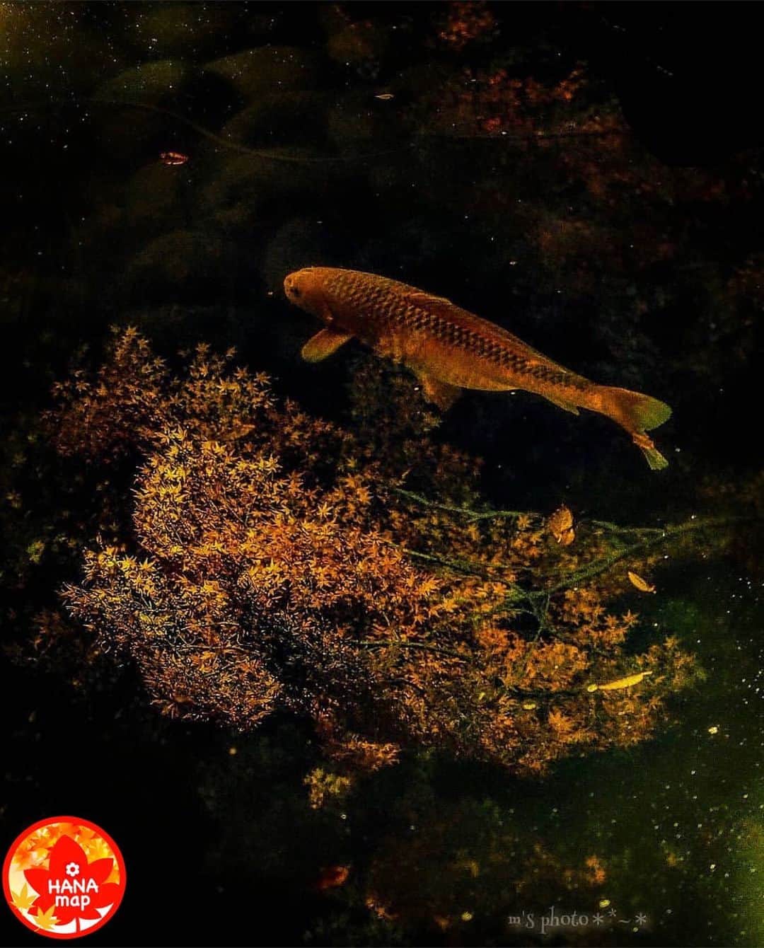 はなまっぷ❁日本の花風景のグルメインスタ