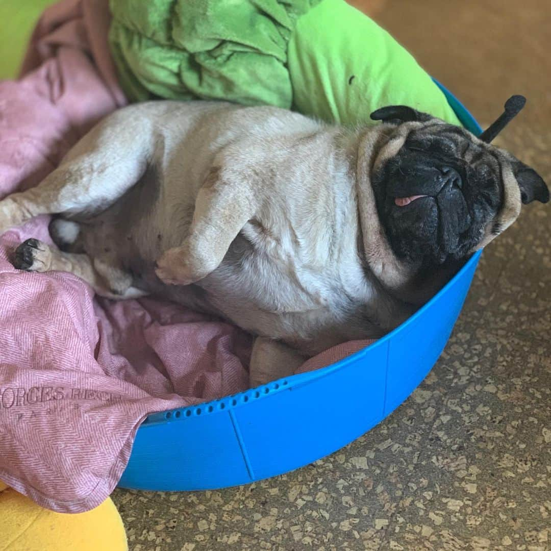 gontaさんのインスタグラム写真 - (gontaInstagram)「The stomach cancer is a little bigger.  There is also an appetite.  I'm fine.👌😊❤️#keelyafternoontea #Gonta2#speakpug #smilingpugs #pugjapn #pug #love #pugsofinstagram #zerozeropug #pugshit #worldofpug」12月8日 13時29分 - gehhah