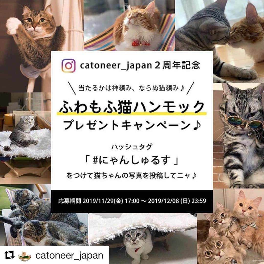 mayumiさんのインスタグラム写真 - (mayumiInstagram)「20191209 ✩ 一生モノの猫ハンモックの上にふわふわ乗せてあげたい😻😻 #Repost @catoneer_japan with @get_repost ・・・ 募集終了まで、ラスト１日切りました！まだの方はお早めに😼 * ✨プレゼントキャンペーン✨ 猫ちゃん大喜びの「ふわもふ猫ハンモック」 #一生モノの猫ハンモック #ふわもふ猫ベッド * * ■販売２周年記念■ ヨーロッパ地中海生まれ「一生モノの猫ハンモック」と、まるで雲の上のような「ふわもふ猫ベッド」は猫ちゃんのために開発されたベッドです！ * * 「ふわもふ猫ベッド」を「一生モノの猫ハンモック」に乗せるだけで、「ふわもふ猫ハンモック」に大変身しちゃいます♪ * * 商品をモニターしていただける猫ちゃんを募集いたします！ * * ■プレゼント内容■ 特賞　「 一生モノの猫ハンモック」、「ふわもふ猫ベッド」のセット × 5名様 副賞①　「ふわもふ猫ベッド」 × 3名様 副賞②　「 一生モノの猫ハンモック」 × 3名様 * * ※カラーはお選びいただけませんので予めご了承下さい * * ■応募方法■ ①@catoneer_japan アカウントをフォロー﻿&いいね ②ハッシュタグ #にゃんしゅるす ﻿をつけて猫ちゃんの画像を投稿 * この２点のみ！ さらに﻿﻿ ・リポストorスクショ＋指定タグ付け投稿﻿﻿ で当選確率アップ✨ 期間中であれば、スクショ＋指定タグ付け投稿﻿﻿は何度していただいても大丈夫です！ * * 指定タグ↓﻿﻿ * @catoneer_japan #にゃんしゅるす * * ■応募条件■ ﻿﻿ ・フォローしていただいている方﻿﻿ （これからフォローしていただける方も﻿﻿ 大歓迎です☺️﻿﻿ ）﻿﻿ ・猫ちゃんの飼い主様 ・#にゃんしゅるす4コマ に猫ちゃんが出演してもよい方 ・当選後、ご自身のアカウントに﻿﻿て猫ちゃんの様子の投稿をお願いできる方 ・ご自身のアカウントが公開中であること﻿﻿ ・国内にお住いの方﻿﻿ ﻿ * * ■応募期間・当選発表方法■ ﻿﻿ ・2019/11/29(金) 17:00 ～ 2019/12/08 (日) 23:59 ・応募期間終了後、当選者様には（Instagram「@catoneer_japan」) よりDMでご連絡させていただきます。﻿﻿ * * この機会に、たくさんの方に﻿﻿ #一生モノの猫ハンモック、#ふわもふ猫ベッドを﻿﻿知っていただければ幸いです☀️ * * 当選後の猫ちゃんは、#にゃんしゅるす4コマ にも掲載させていただきます！ * * たくさん飼い主様からのご応募﻿﻿お待ちしております✨﻿﻿ * * @catoneer_japan * 公式HPリンクよりご確認いただけます☺️） * * * * * * * #プレゼント企画 #モニター ﻿﻿#懸賞情報 #モニター募集 #モニターキャンペーン﻿﻿ #キャンペーン﻿﻿ #プレゼントキャンペーン * * #猫4コマ #猫ハンモック #catoneer #4claws * * #猫 #ねこ部 #ねこすたぐらむ #ふわもこ部 #ペコねこ部 #ねこ好き #ねこもふ団 #みんねこ#ふぉろーみー#いいねしてね#フォローお願いします * * * * ・抽選結果に関するお問い合わせはお受けできませんので予めご了承ください。﻿ ・プロフィールを非公開設定にされている方は、応募対象外になりますのでご注意ください。﻿ ・当選のご連絡から期日までにご連絡がない場合や当選者のご都合により賞品をお渡しできない場合は、当選の権利を失効とさせていただきます。﻿ ・応募したInstagramのアカウントを削除したり、フォローを解除すると、当選権利が無効となります。また、期間中にアカウント名を変更しないでください。﻿ ・ 個人情報の利用目的について﻿ 本キャンペーンにてご応募頂いたお客様の個人情報は、当社が厳重に管理し、賞品などの発送・提供および食品事業における商品・サービスの開発のために利用させて頂きます。また、個人を特定しない形でのサービス向上のための統計データとして利用させて頂きます。 なお、これらの事業の委託に必要な範囲で委託先に提供する場合を除き、個人情報をお客様の同意なしに第三者提供することは有りません。 ただし、法令に基づいて開示請求された場合はこの限りではありません。﻿ ・本キャンペーンは、Instagramが支援・承認・運営・関与するものではありません。﻿」12月8日 13時39分 - imuyamotas