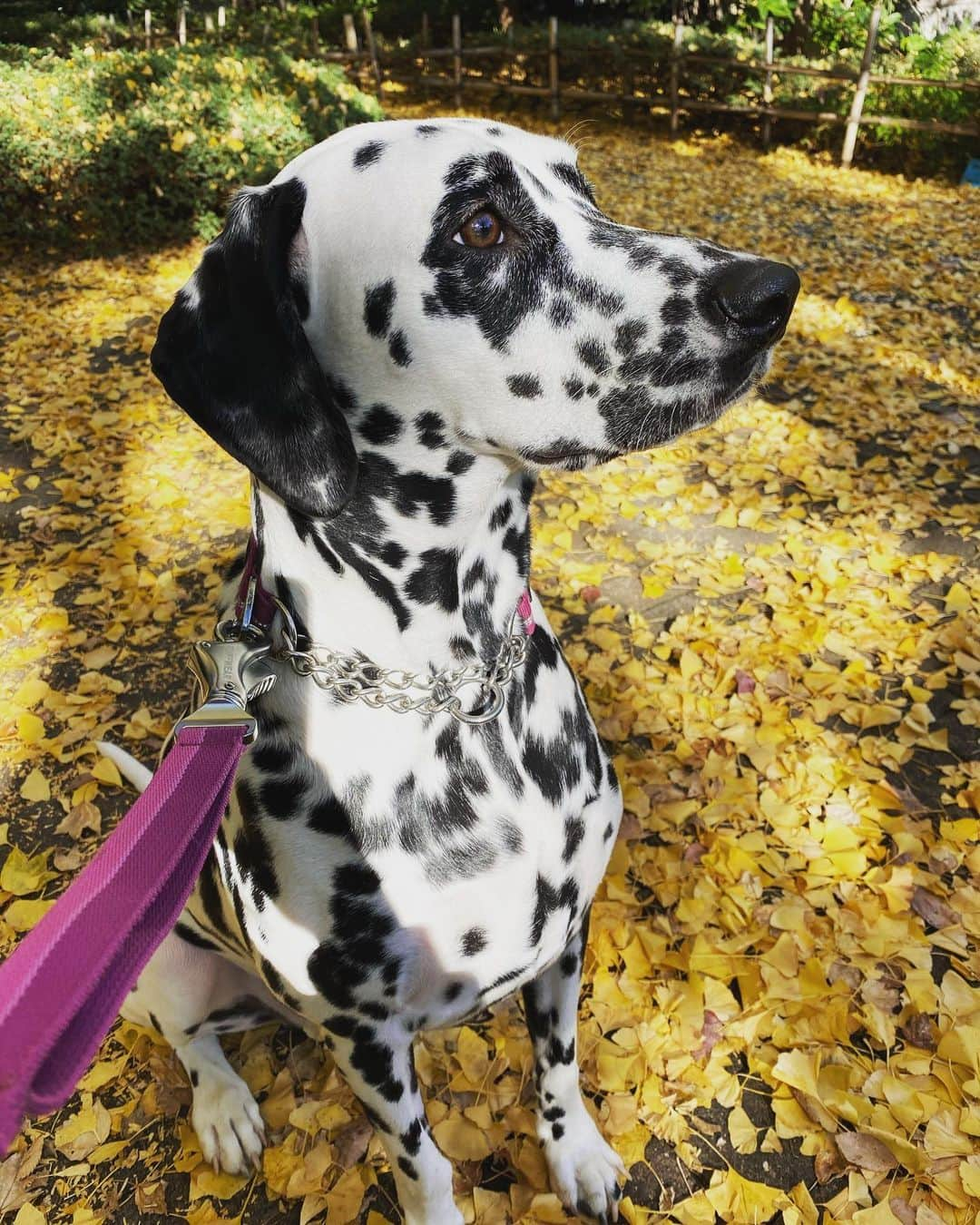 高岡早紀 さんのインスタグラム写真 - (高岡早紀 Instagram)「お散歩日和。。 #dalmatian  #autumn #tokyo #leaves」12月8日 13時36分 - saki_takaoka