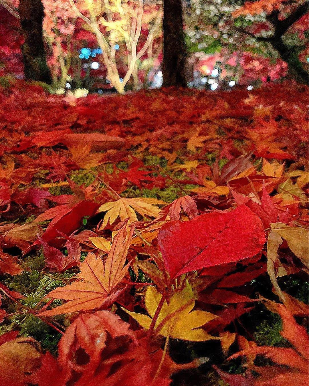 のインスタグラム：「I'm always in the amazing scenery ✨ ﻿ #京都﻿ #左京区﻿ #禅林寺﻿ #永観堂﻿ #秋﻿ #紅葉﻿ #紅葉狩り﻿ #紅葉ライトアップ﻿ #ライトアップ﻿ #もみじ﻿ #イロハモミジ﻿ #オオモミジ﻿ #色鮮やか﻿ #彩り﻿ #japanko_official ﻿ #kyototrip ﻿ #kyotojapan﻿」