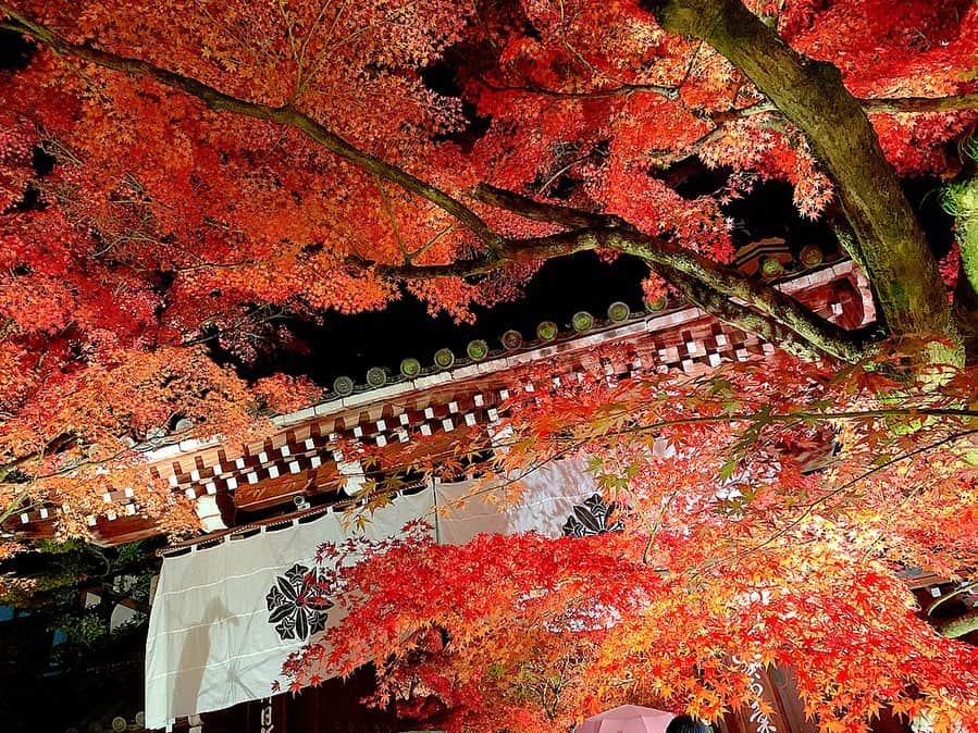 のインスタグラム：「京都左京区にある禅林寺の『永観堂紅葉ライトアップ』③🍁✨🍁✨🍁 ﻿ ﻿ 紅葉シーズンなのにタイミング良く人がまばらで、ゆったりと素敵な紅葉を観ることが出来て幸せ❤️ ﻿ ﻿ 紅葉とヤシの木のアンバランス感が逆に好きww🥰﻿ ﻿ #京都﻿ #左京区﻿ #禅林寺﻿ #永観堂﻿ #秋﻿ #紅葉﻿ #紅葉狩り﻿ #紅葉ライトアップ﻿ #ライトアップ﻿ #もみじ﻿ #イロハモミジ﻿ #オオモミジ﻿ #色鮮やか﻿ #彩り﻿ #japanko_official ﻿ #kyototrip ﻿ #kyotojapan」
