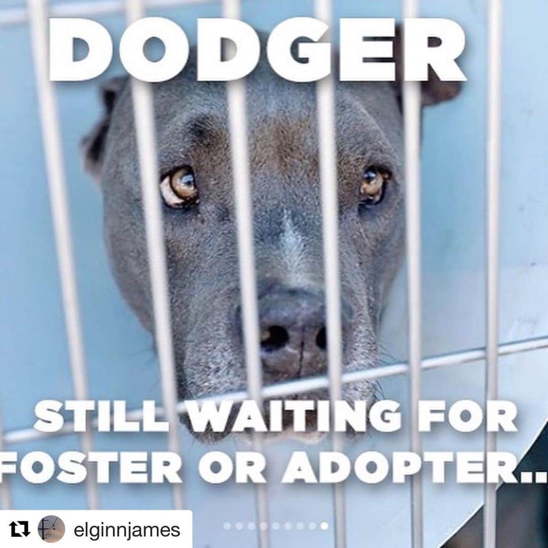 JR・ボーンのインスタグラム：「PLEASE share to get Dodger adopted or fostered at least. He’s in Los Angeles and has only unconditional love to give. Let’s repost the shit out of this guys. His new home is here to be found.  #Repost @elginnjames ・・・ Dodger #a5282381 is STILL at the shelter. He needs out. He has been at the shelter for over 6 months. This is no way for a soul to live. He has begun chewing his tail (thus the bandage) and occasionally jumping out of frustration. These are not behaviors he had at the beginning. Very few passers by have paid attention to him to no fault of his own. But staff and volunteers love Dodger and know he is an amazing soul. Please share him. Foster or adopter needed. #dog #dogs #dogsofinstagram #dogsofshelters #stray #dogrescue #dogmom #dogdad #dogperson #ilovedogs #doglover #losangeles #animals #pets #petadoption #iwantadog #petfinder #findapet #straydog #upforadoption #animalshelter #nokill #pitbull #pitbulls #ilovepitties #pittiesofinstagram #pitbullrescue」