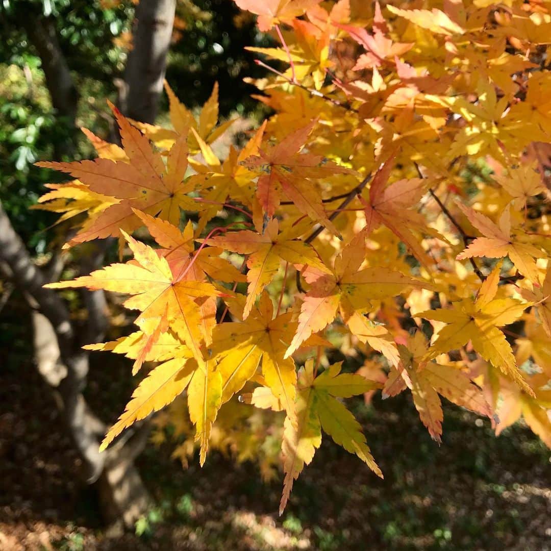 sioneのインスタグラム：「秋から冬。 公園散歩。」
